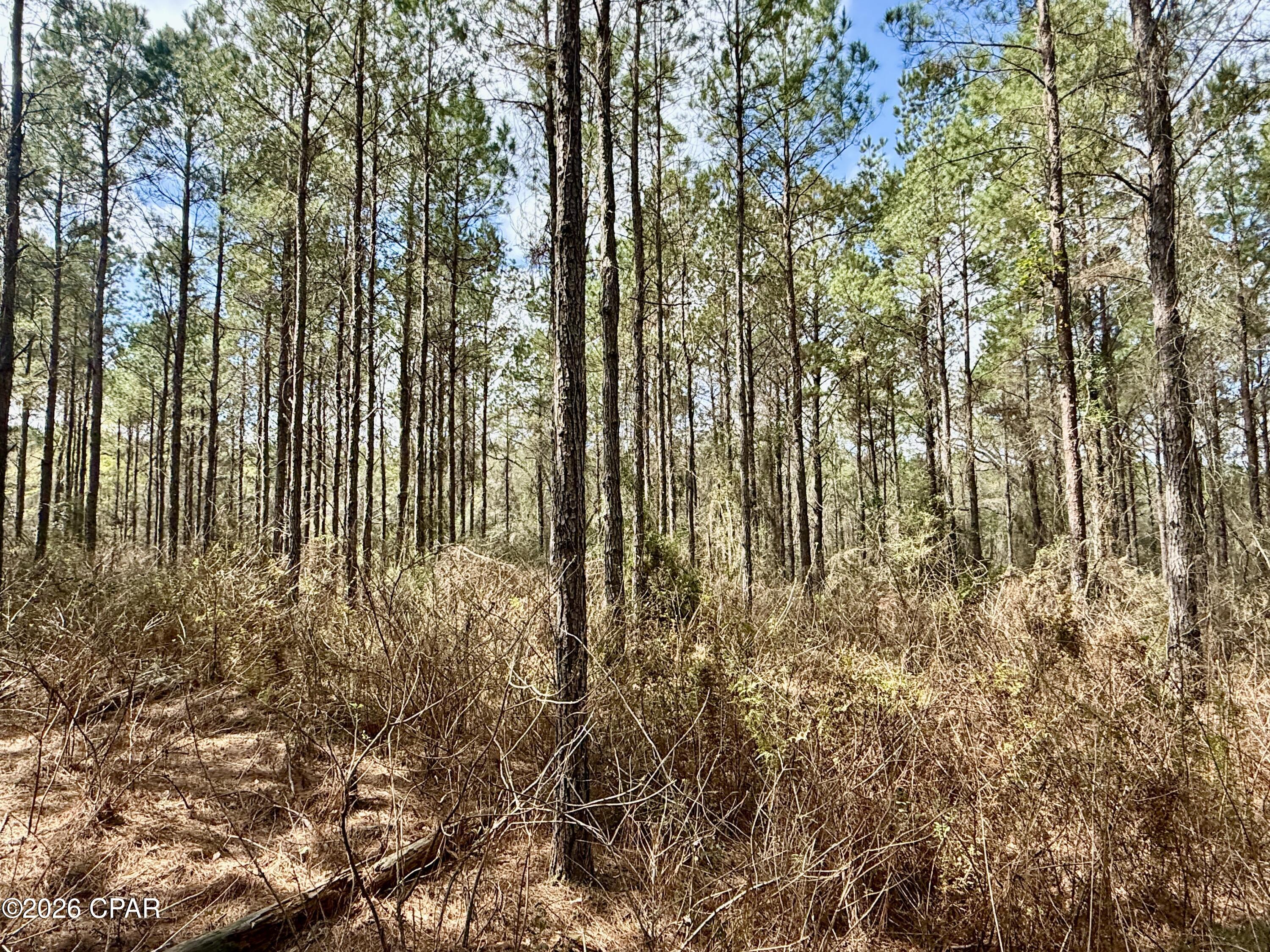 Image 3 For 122ac Hwy 179