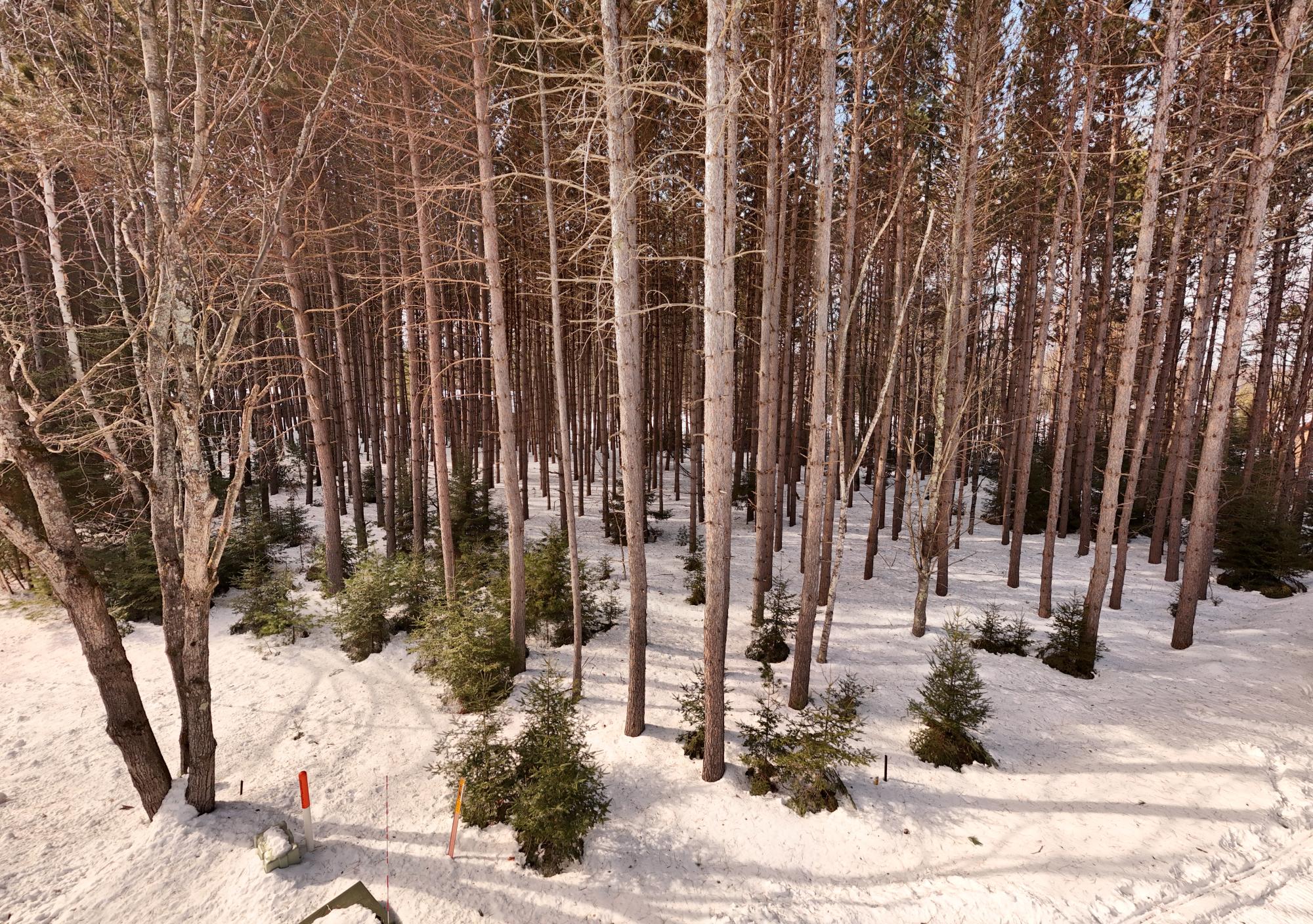 Laurel Lake Property Lot 6 on Bonkowski Rd Photo 4