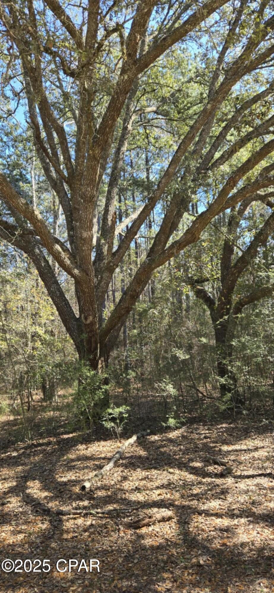 Image 6 For 00 Canopy Oak Blvd