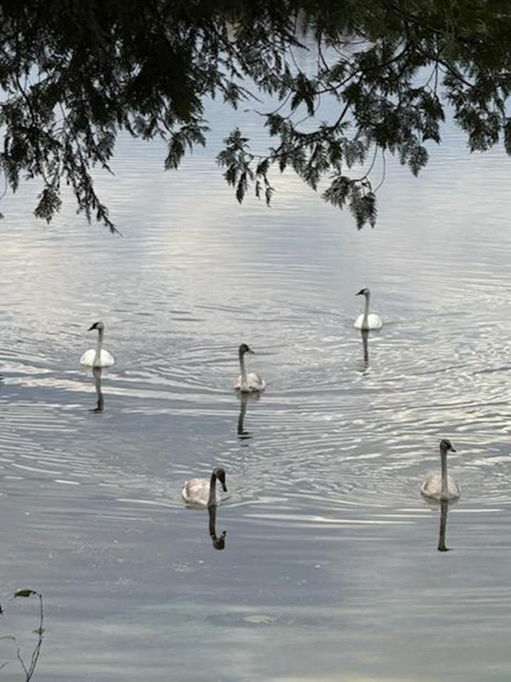 Birch Lake Property 7390 Birch Lake Rd W Photo 6