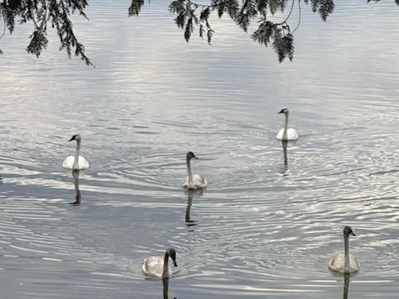 Birch Lake Property 7390 Birch Lake Rd W Photo 9