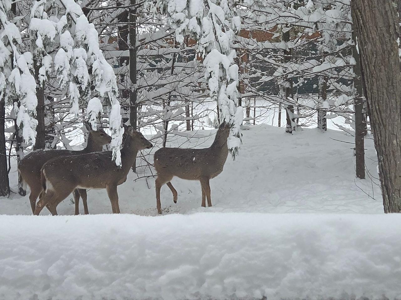 Big St. Germain Property 8832 Bradford Point Ct Photo 55