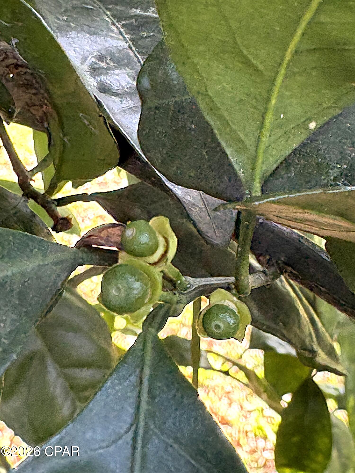 Image 83 For 2874 Magnolia Blossom Lane