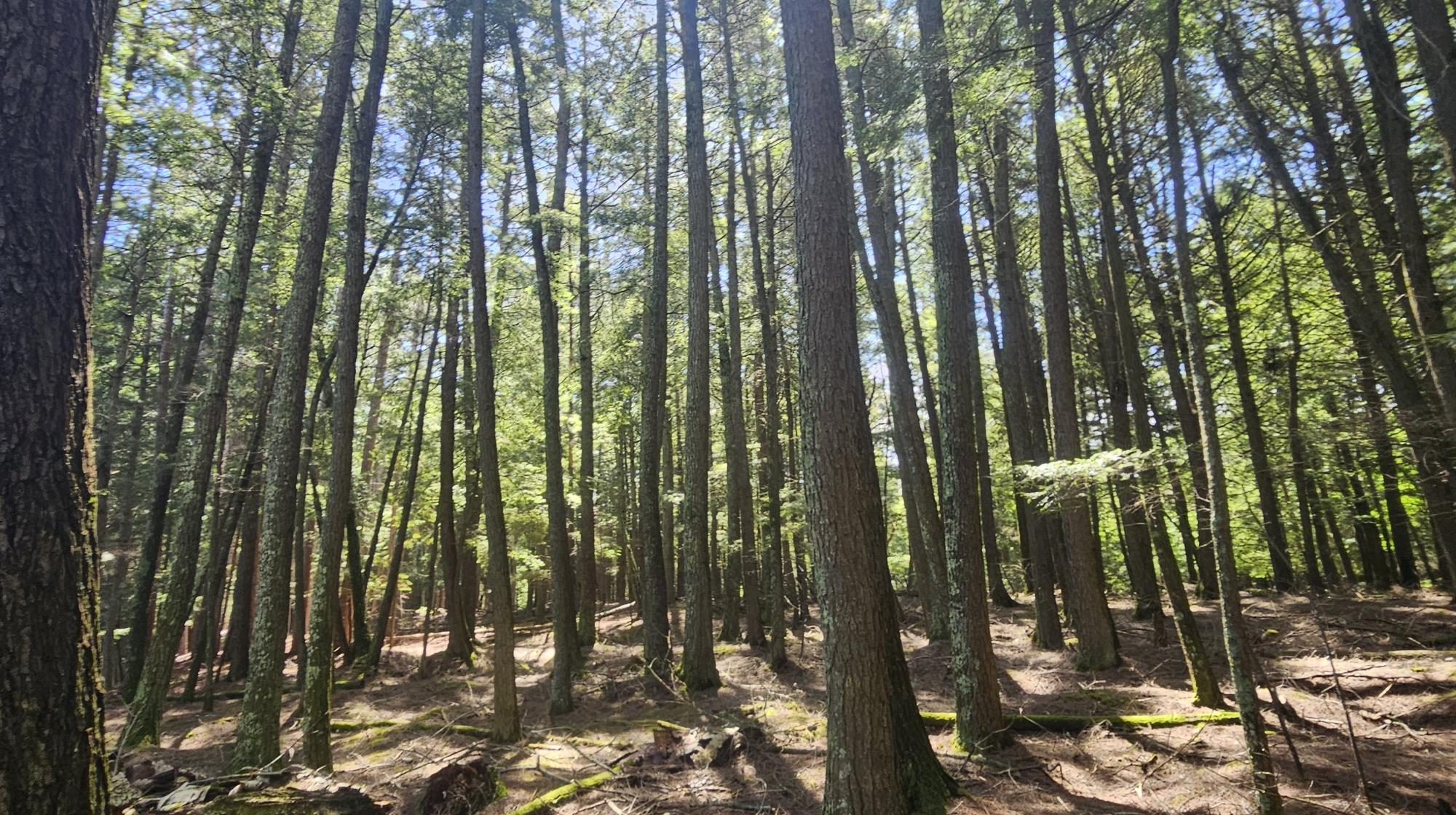 Big Lake Property Lot 1 Staehling Rd Photo 8