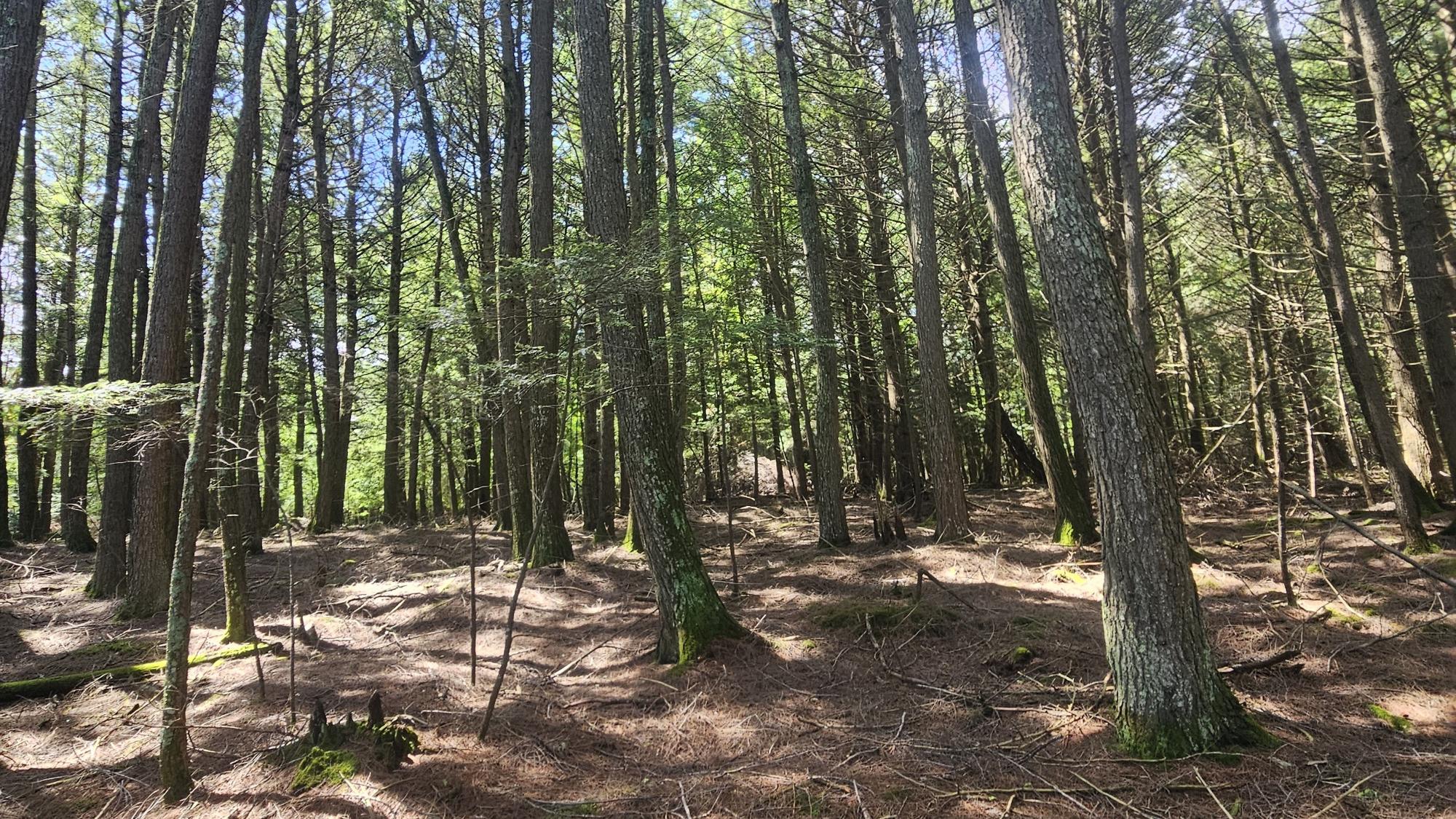 Big Lake Property Lot 2 Staehling Rd Photo 3