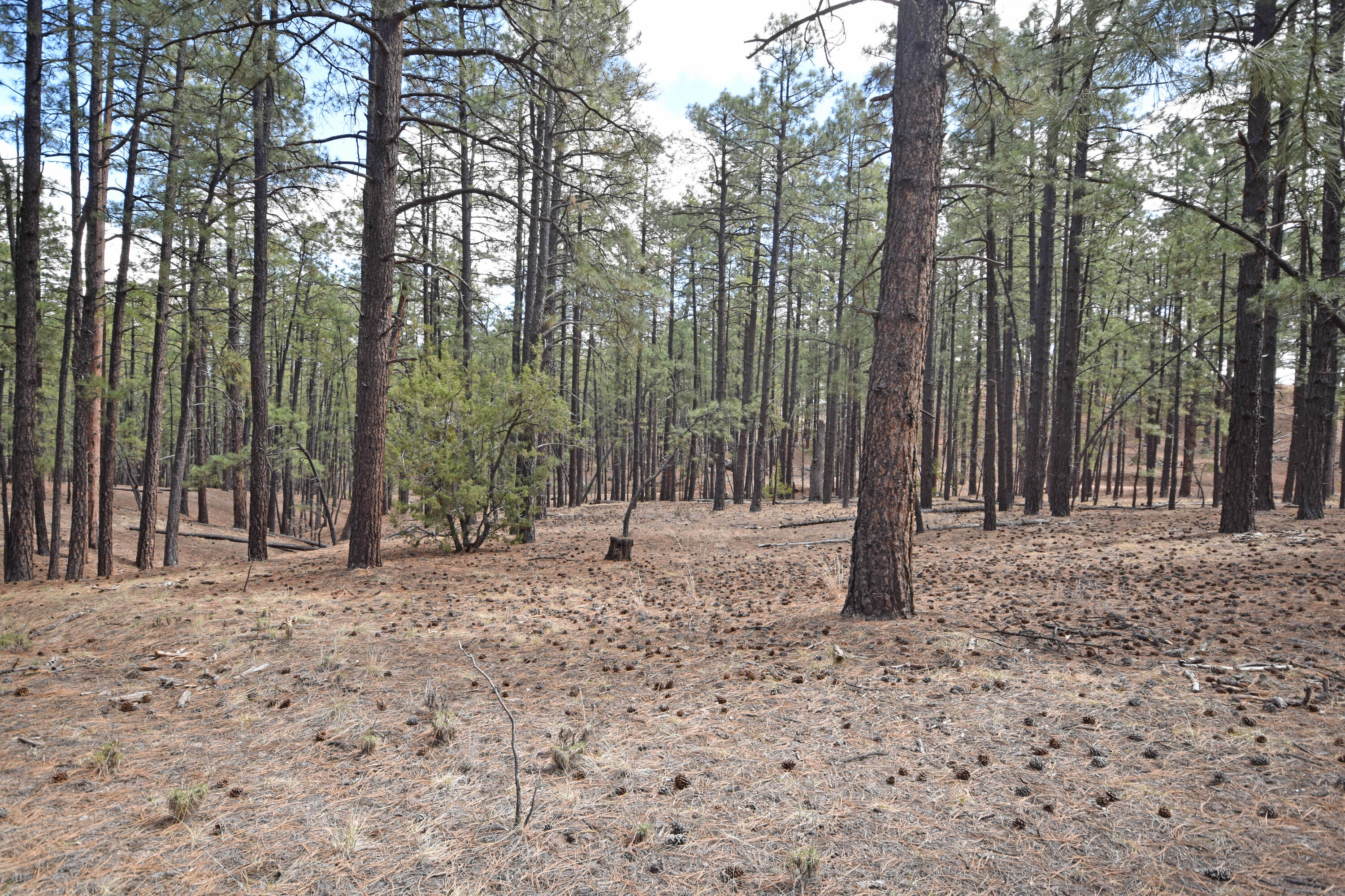 2nd image of Lot 49 A Cool Pines, Jemez Springs, NM 87025 | MLS# 1101405