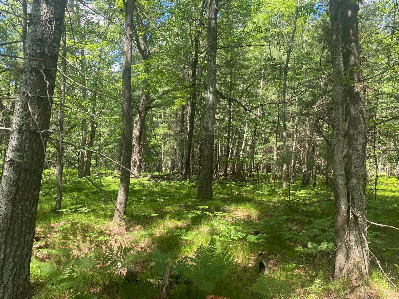 Patricia Lake Property Lot 4 Little Pond Ln Photo 10