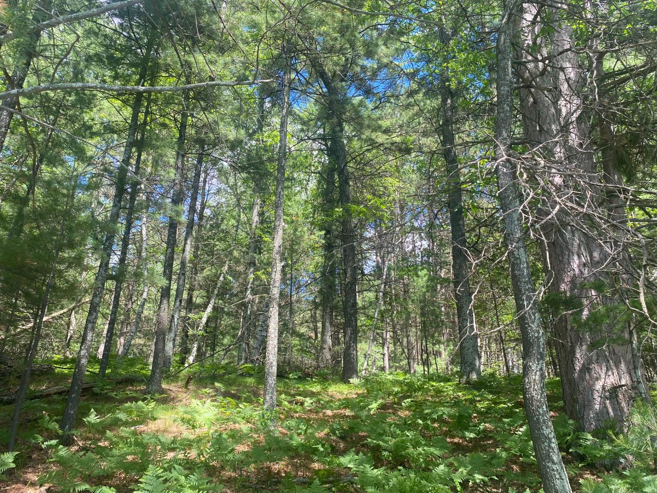 Patricia Lake Property Lot 4 Little Pond Ln Photo 15