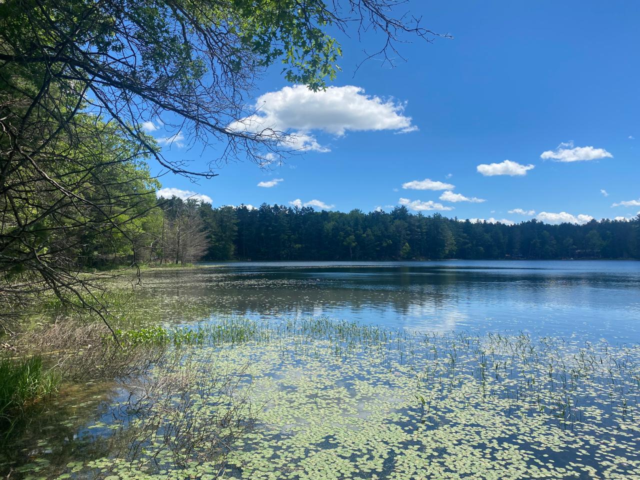 Patricia Lake Property Lot 4 Little Pond Ln Photo 5
