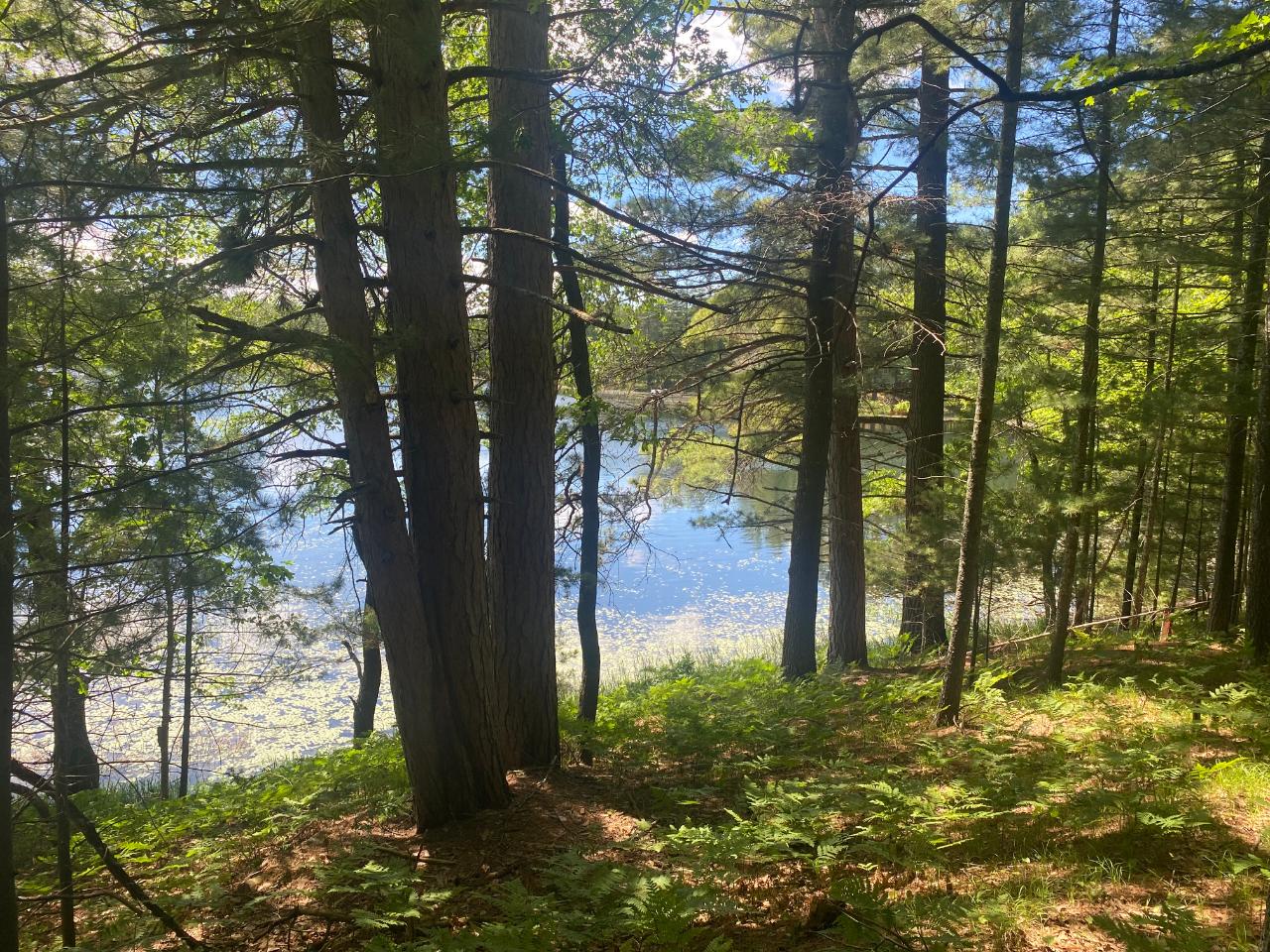 Patricia Lake Property Lot 4 Little Pond Ln Photo 7