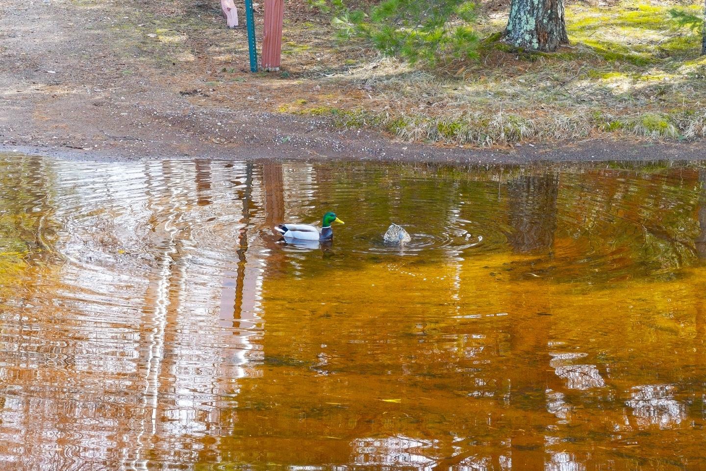 Turtle Flambeau Flowage Property 4153 Pine Rd Photo 29