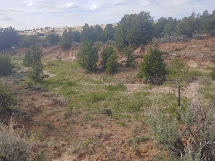 Homes for sale in Lindrith, NM | State Hwy 595, Lindrith, NM 87029 | MLS# 1101903