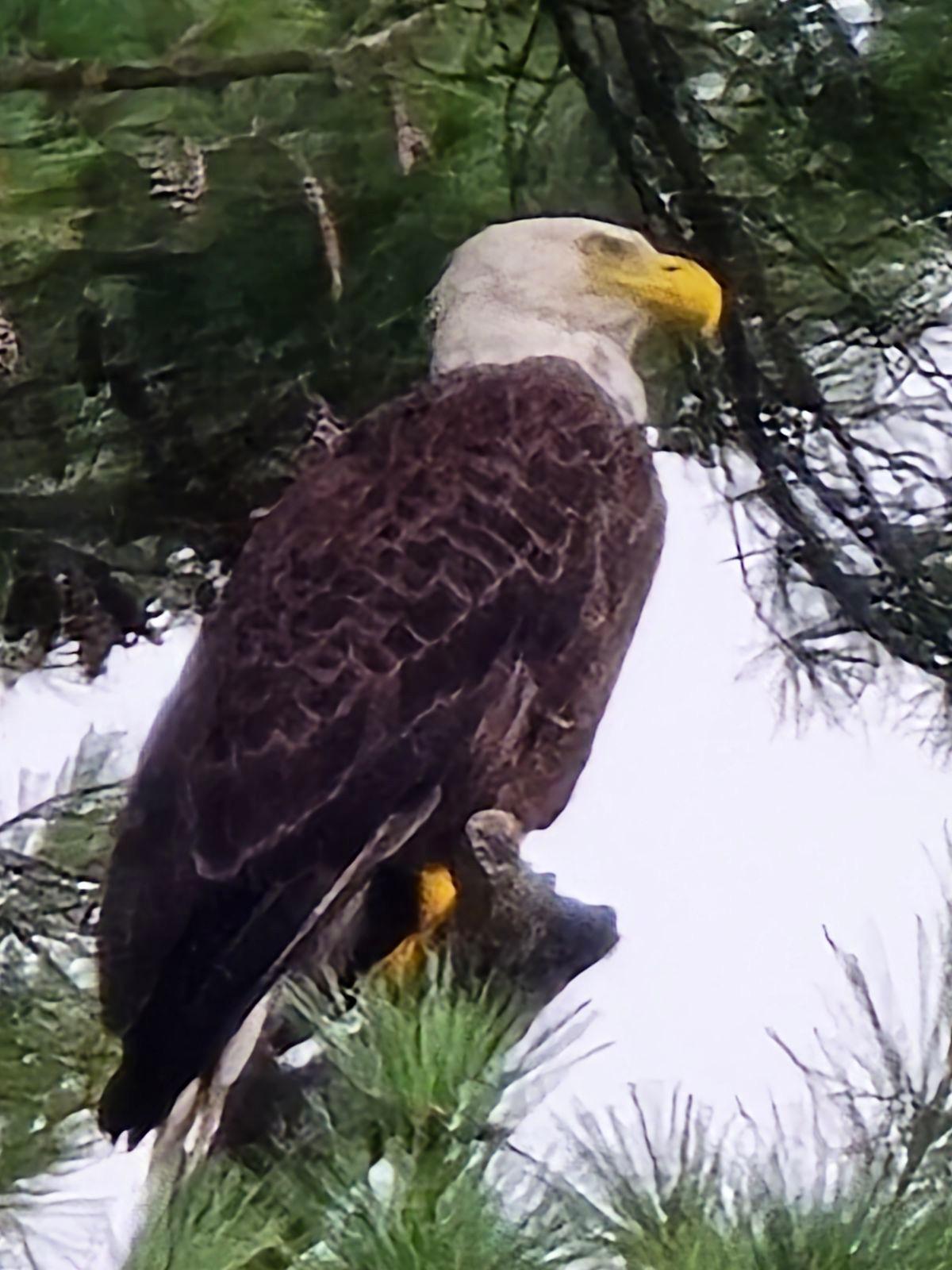 Upper Post Lake Property 154 Pratt Junction Rd Photo 26