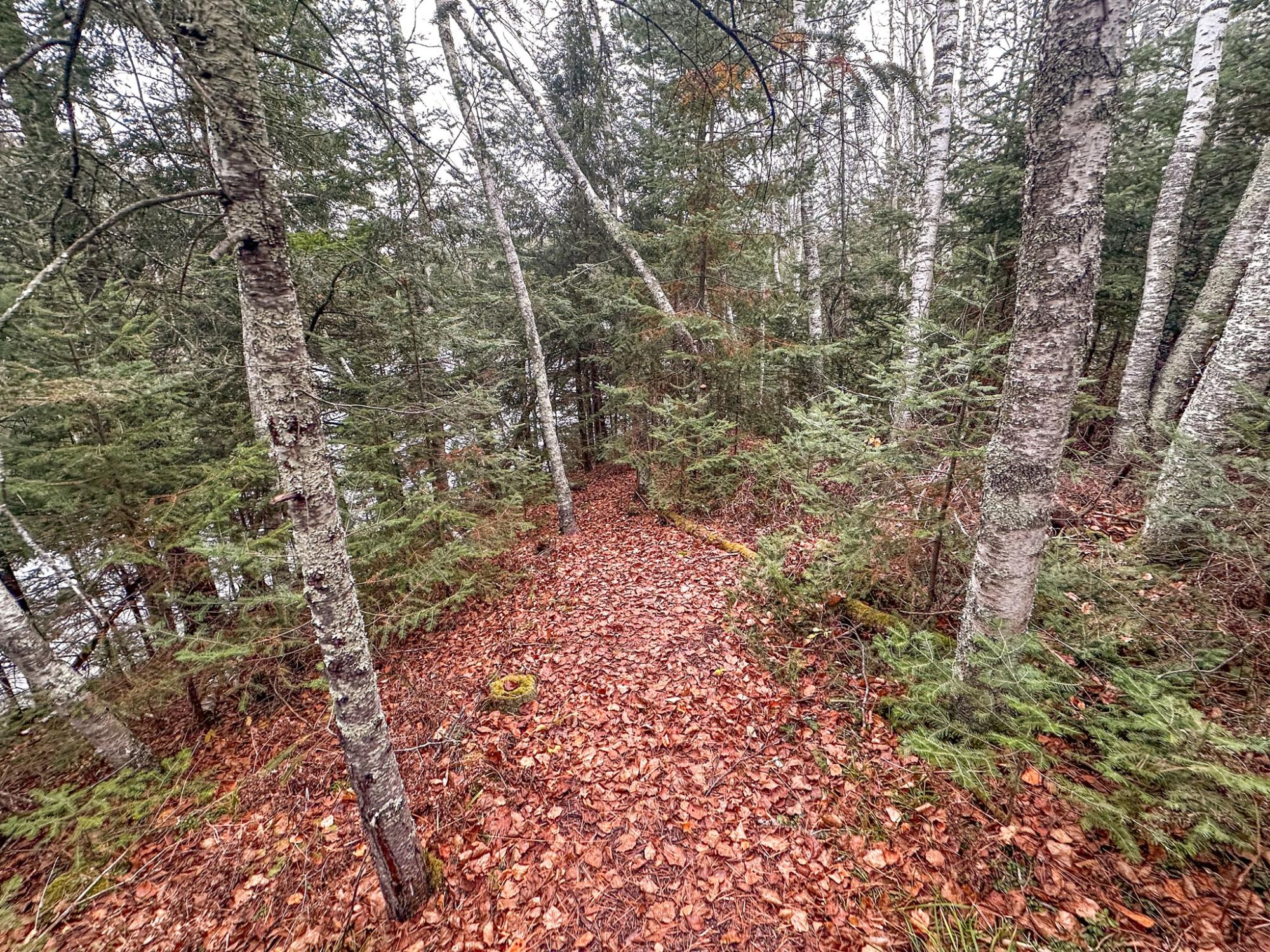 Island Lake LDF Property W3472 Island Point Rd Photo 90