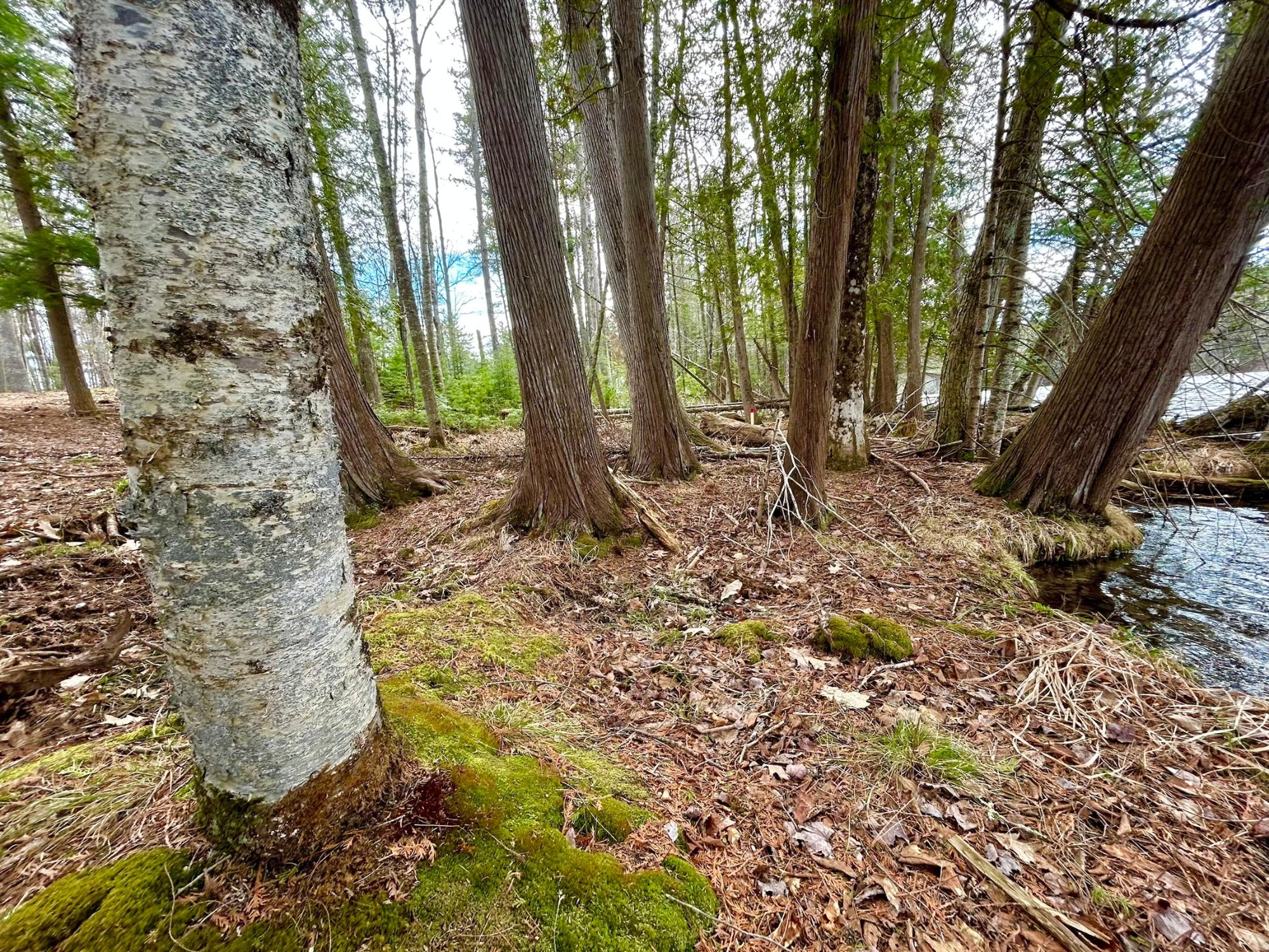 River Property Property Lot 3 Riverdale Ln Photo 14