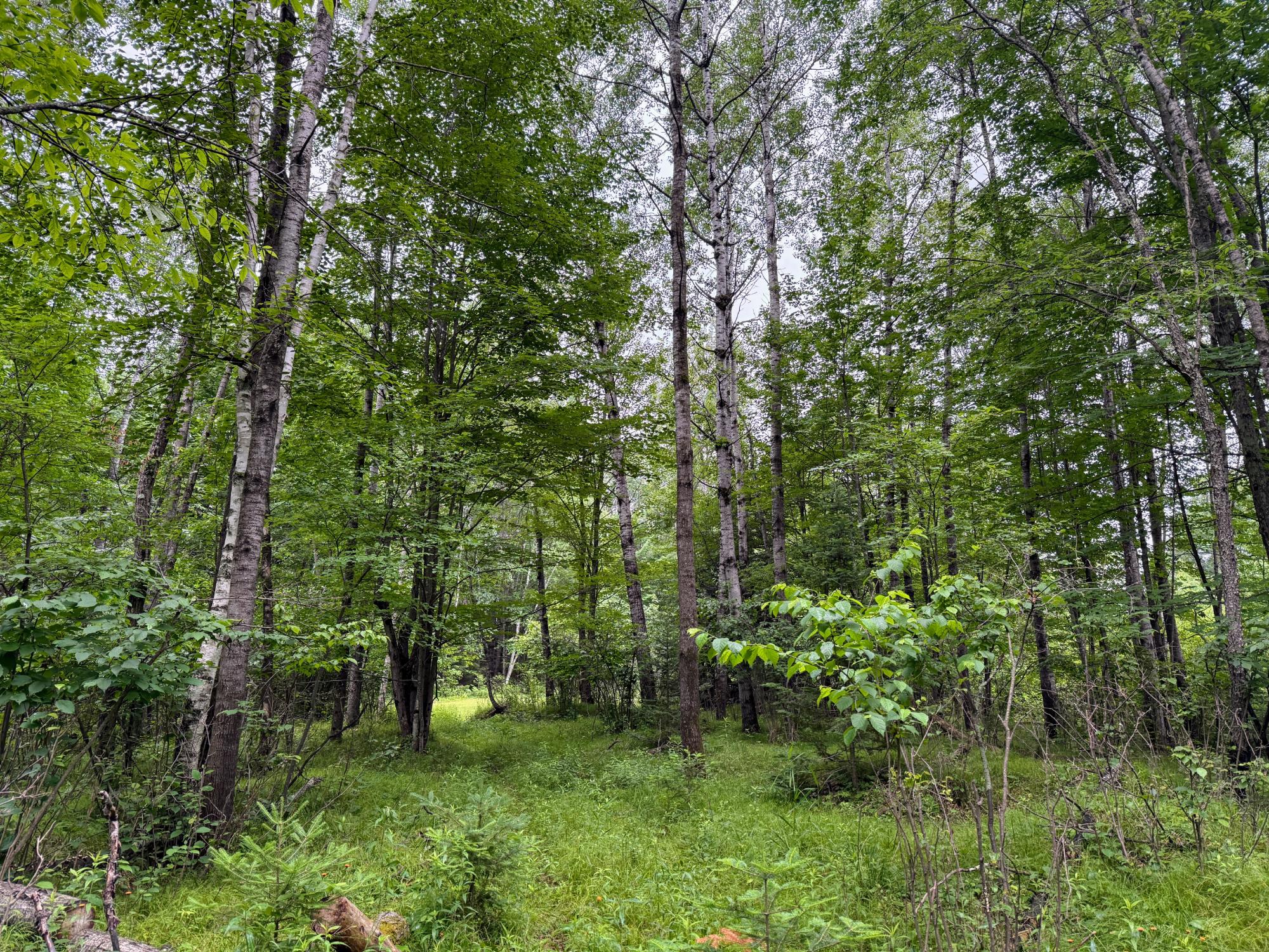River Property Property ON Soo Lake Rd E Photo 17