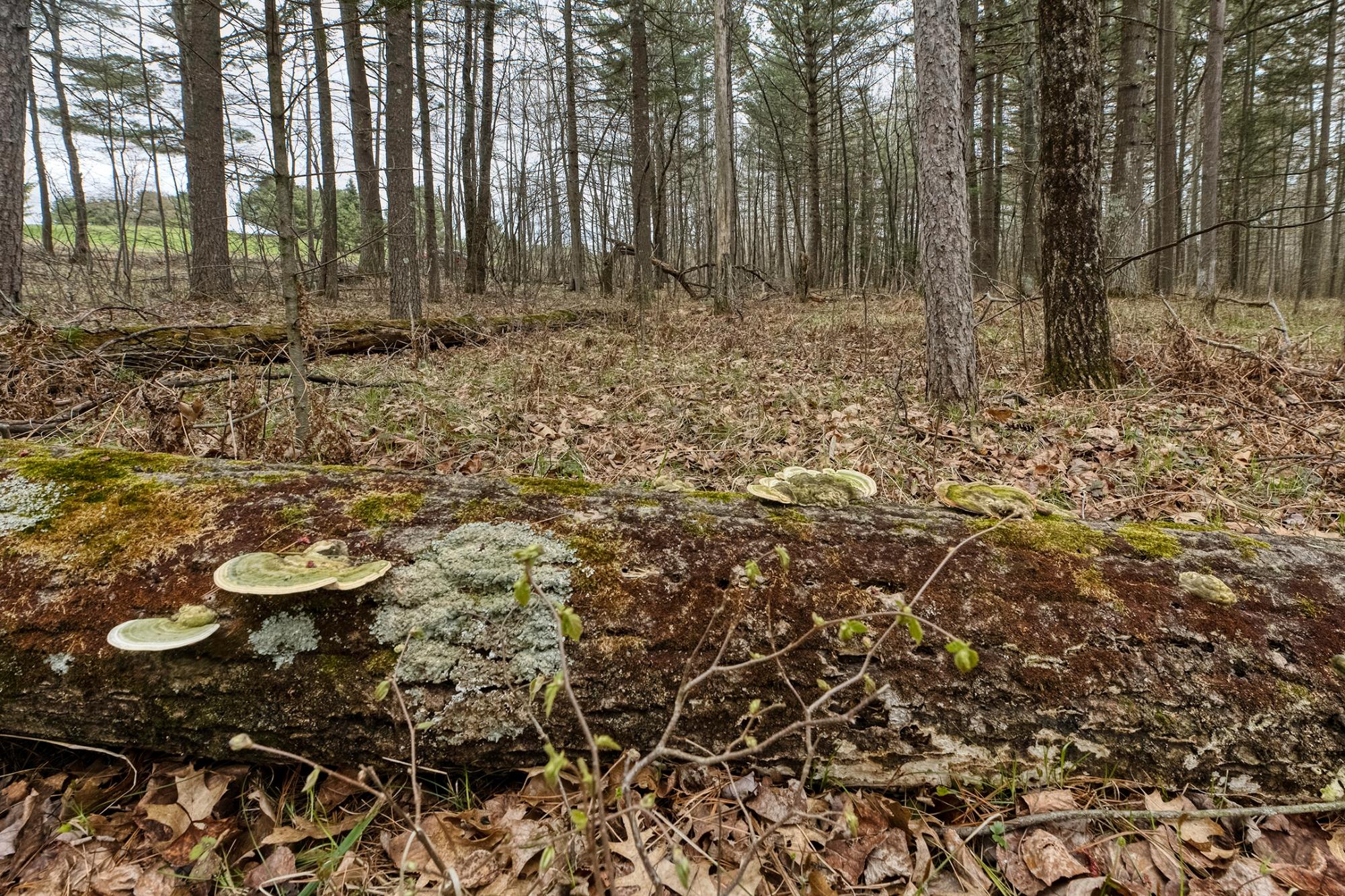 Lake Nokomis Property Lot #1 Spillman Ln Photo 15