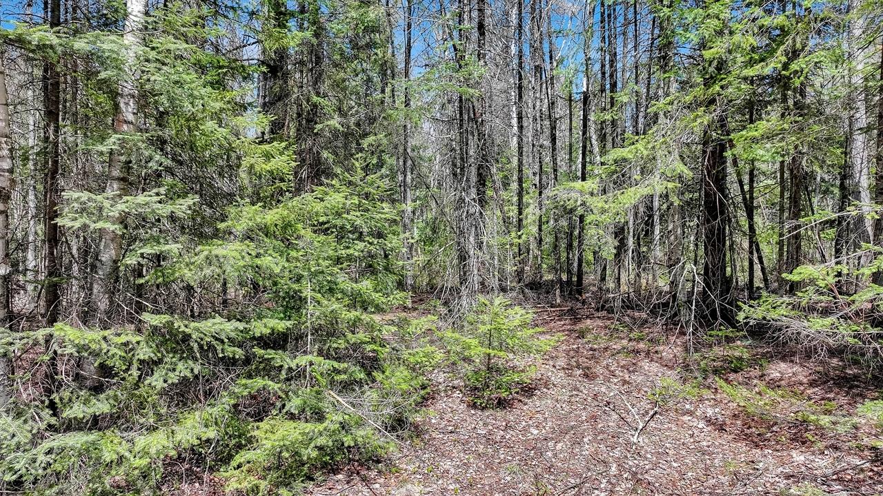 Pardee Lake Property TBD Pardee Lake Ln E Photo 11