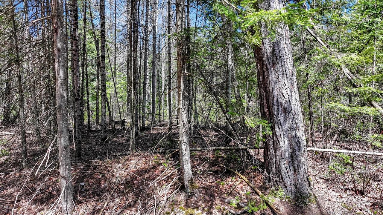 Pardee Lake Property TBD Pardee Lake Ln E Photo 13