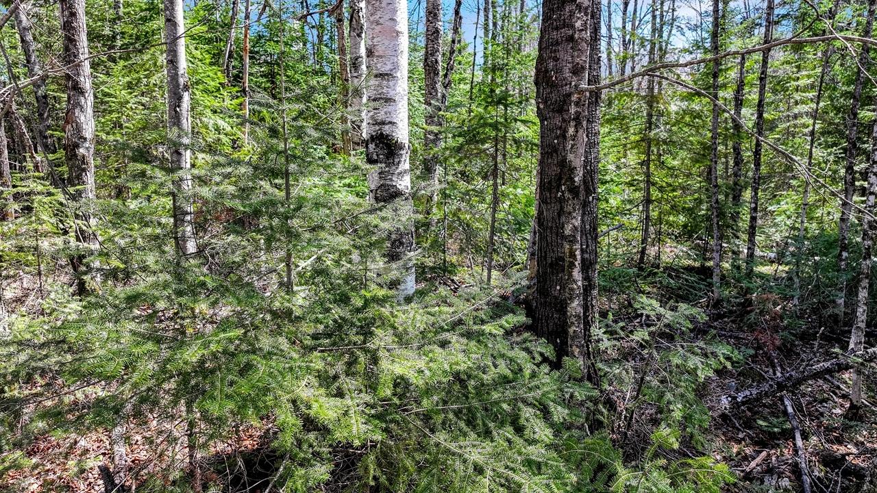 Pardee Lake Property TBD Pardee Lake Ln E Photo 14