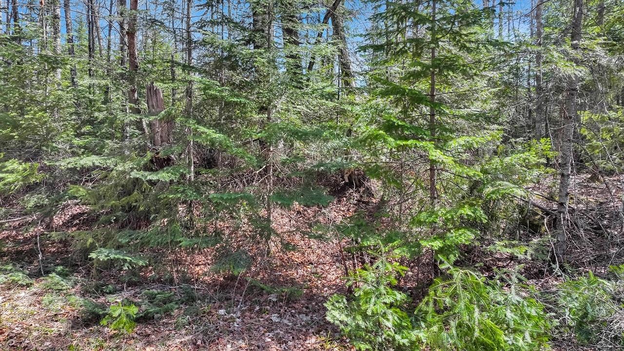 Pardee Lake Property TBD Pardee Lake Ln E Photo 15