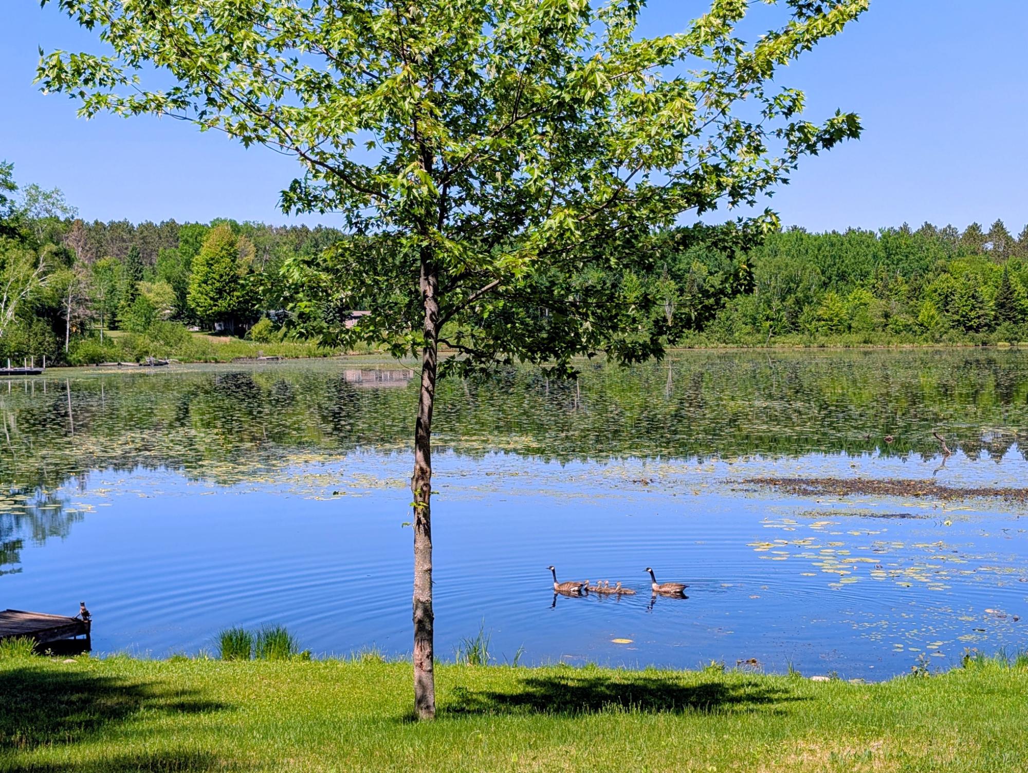 Solberg Lake Property N11068 Pine Tree Ln Photo 21
