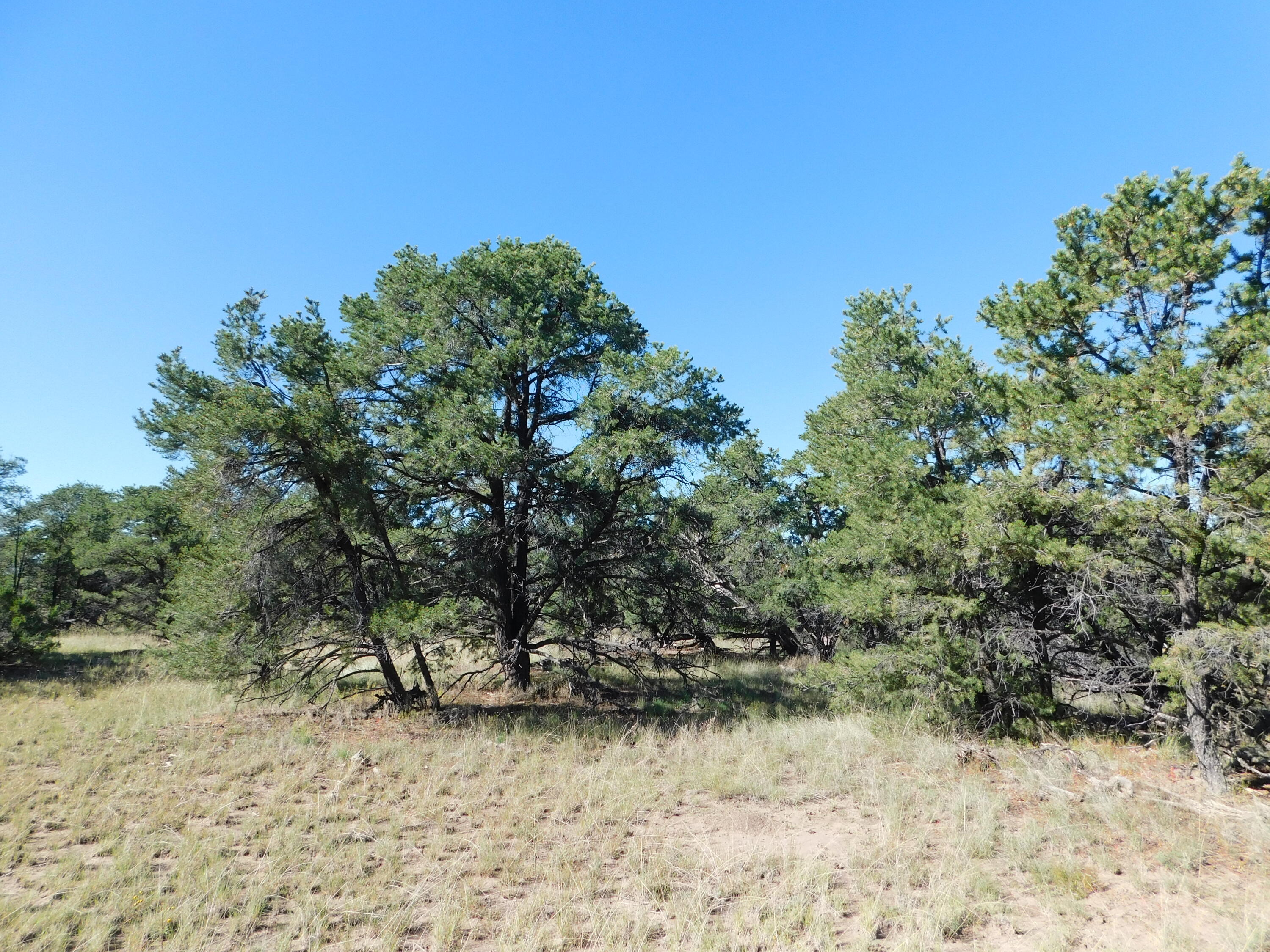 Homes for sale in Quemado, NM | 43 Brook Blvd, Quemado, NM 87829 | MLS# 1105156