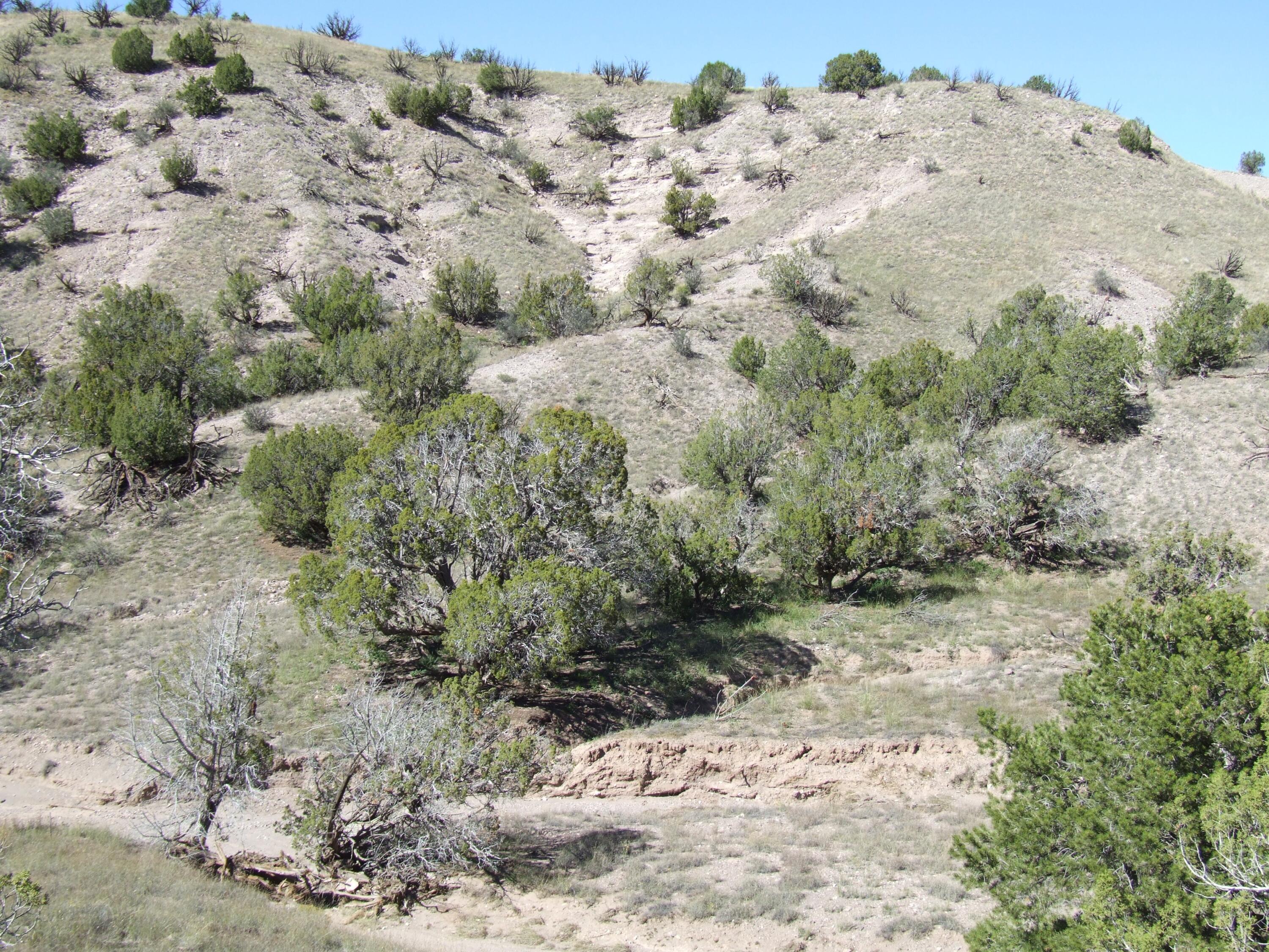 Photo 10 —  Abbe Springs Ranches Lot 115