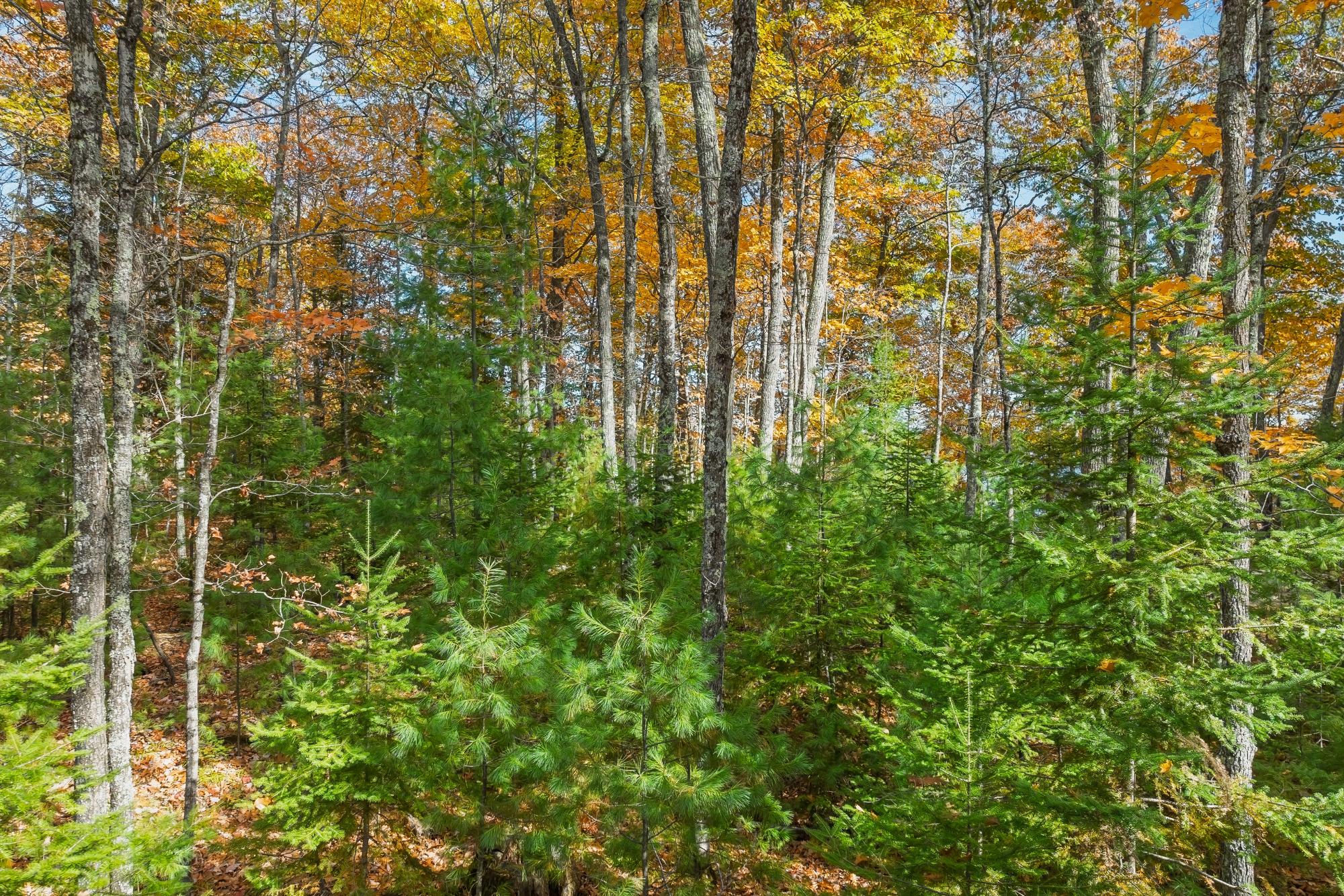 South Twin Lake Property Off Twin Hill Rd Photo 10