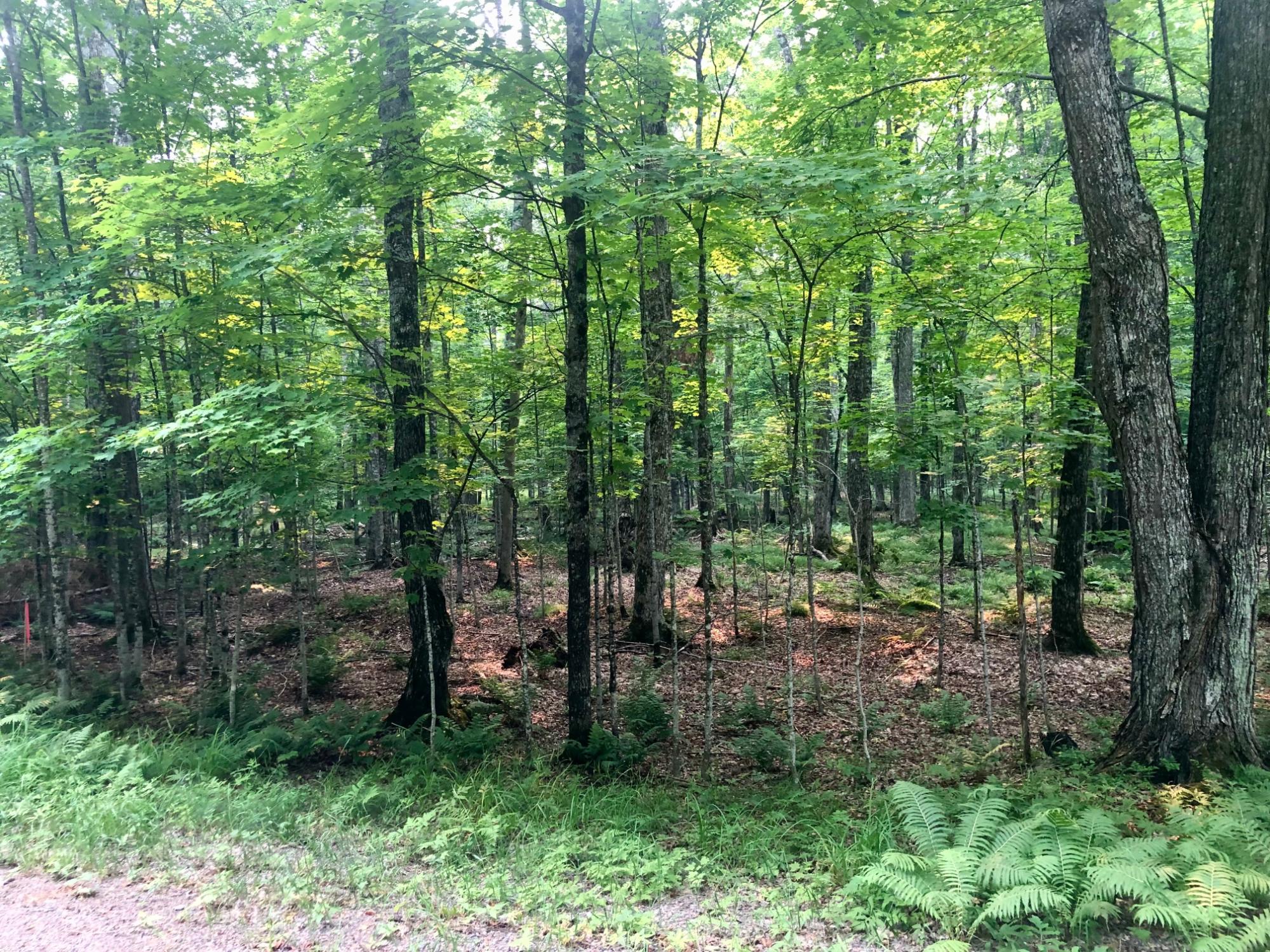 Morton Lake Property Lot off Bear Trl Photo 7