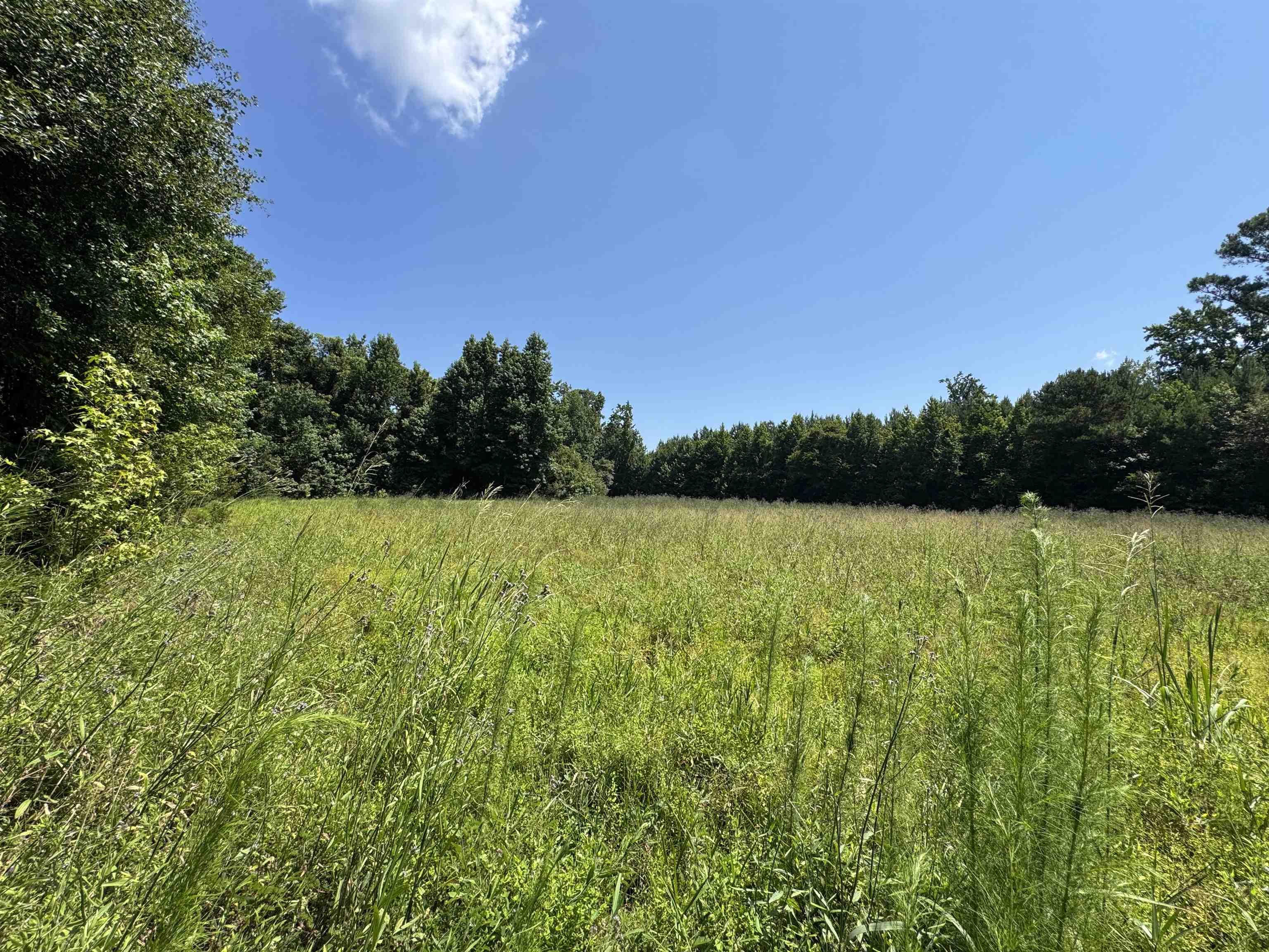 Homes for sale in Nichols, SC | Tbd Long Branch Swamp Rd, Nichols, SC 29581 | MLS# 2617174