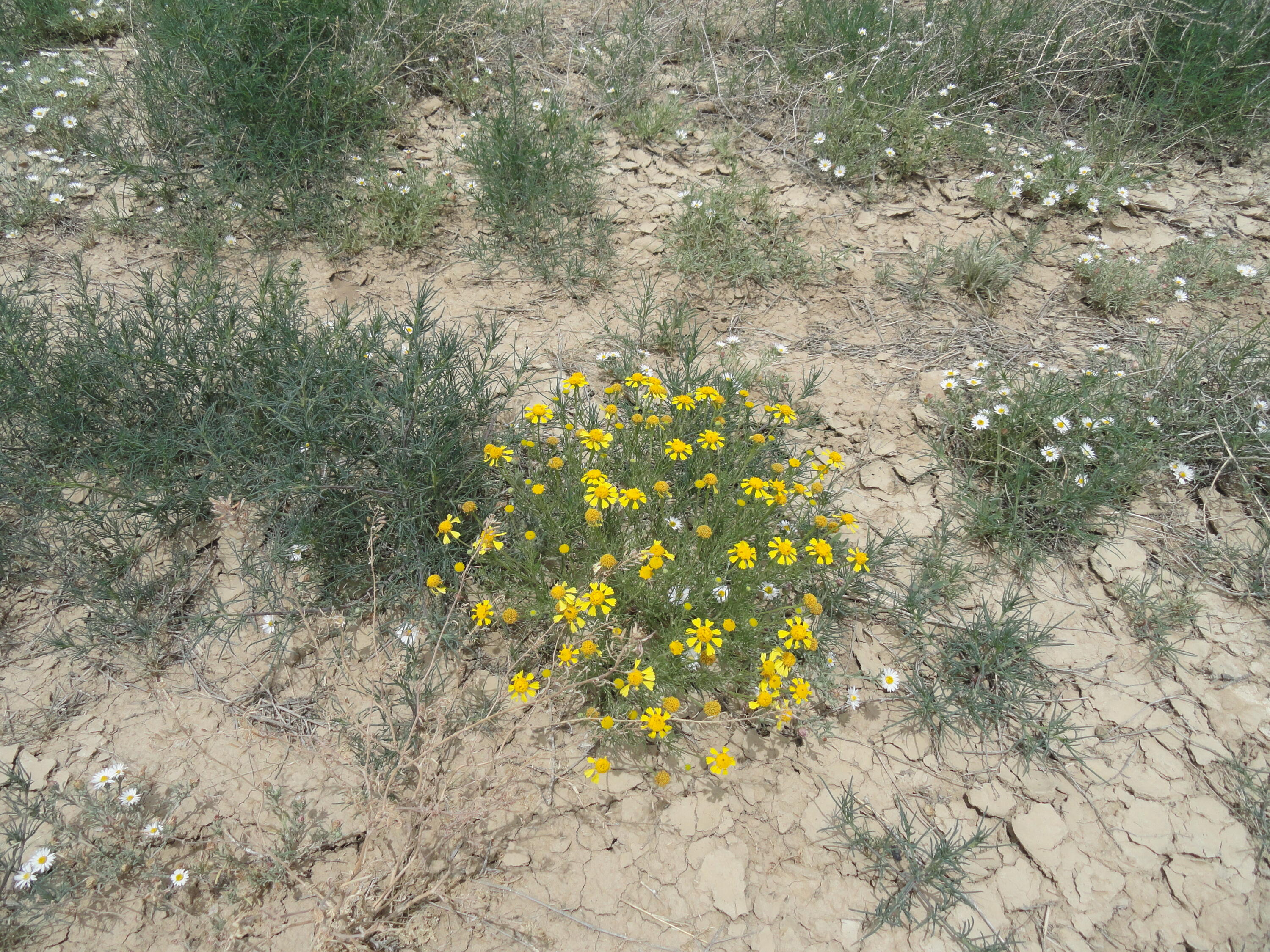 Photo 4 of Land for sale at Canyon Rd, Laguna, NM 87026 | MLS# 1107691 | Listing updated on 2026-10-07