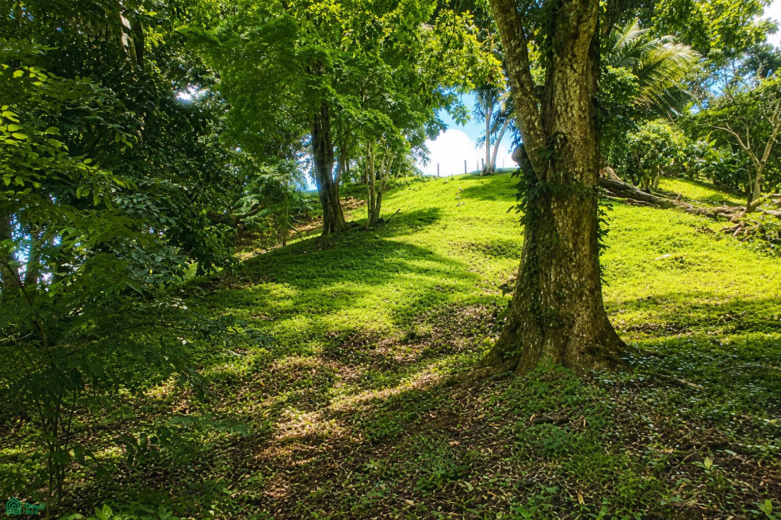  bed Land For Sale in Garabito, Puntarenas - 1