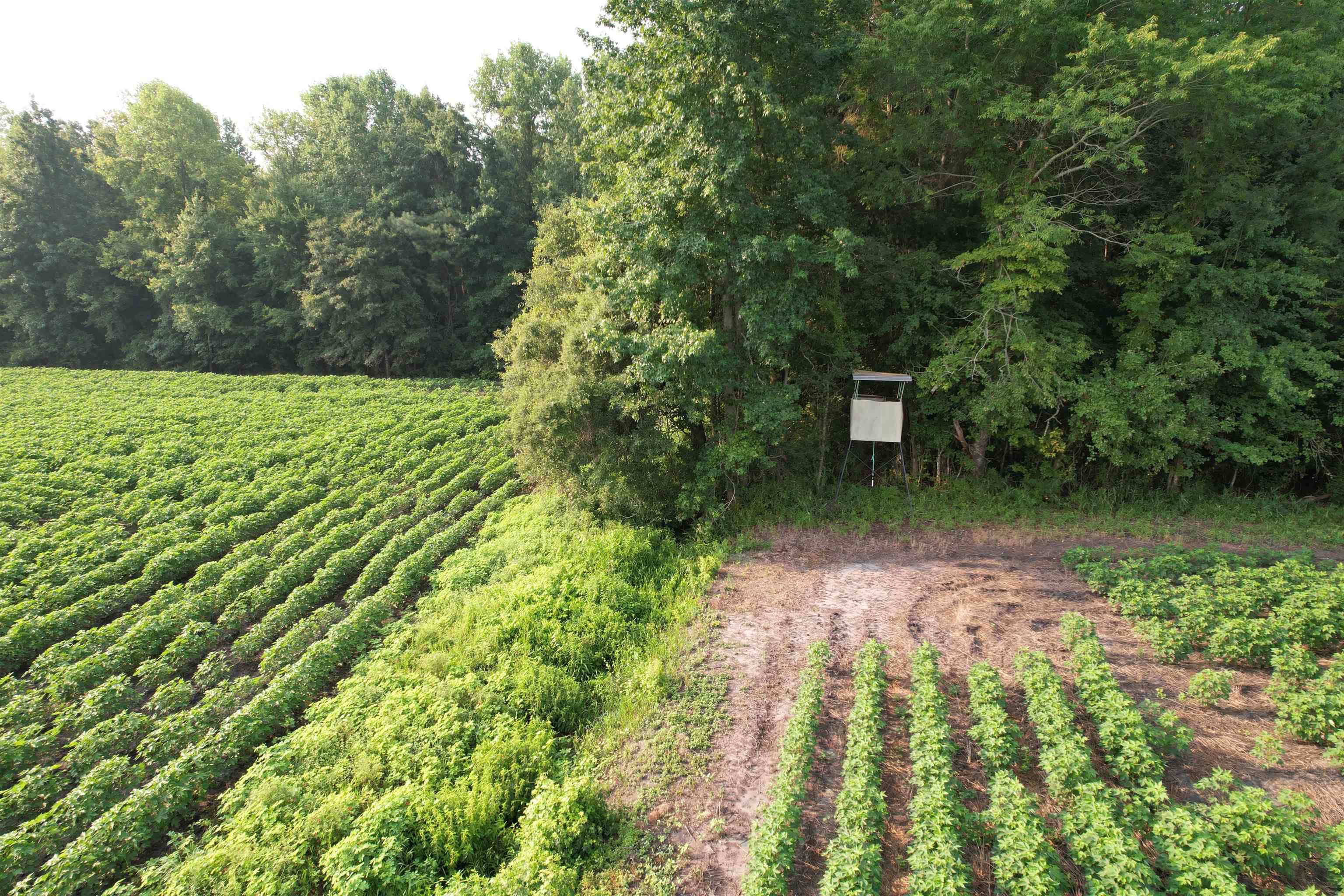 2nd image of 8130 Acres   Blackberry Rd, Johnsonville, SC 29555 | MLS# 2619432