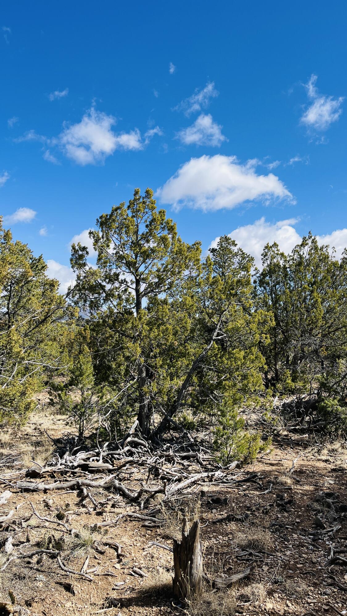 26th image of 18 Larry Ln, Cedar Crest, NM 87008 | MLS# 1109664