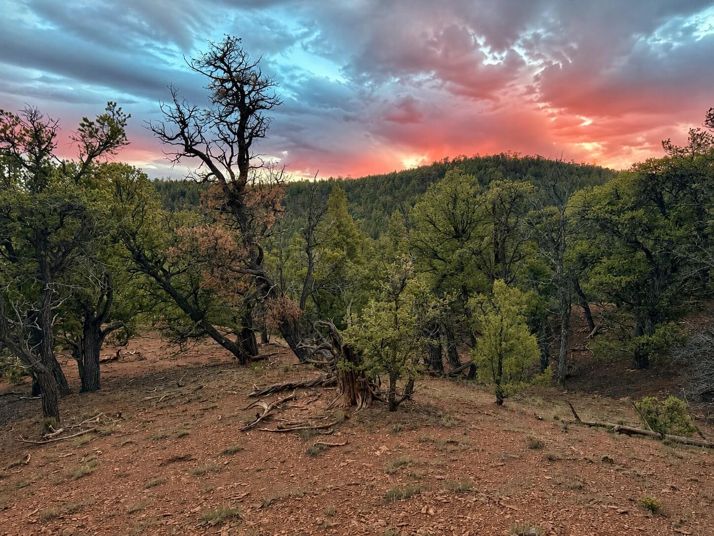 Photo 2 of Land for sale at S11 21205(ac) Venado Crest Rd, Ramah, NM 87321 | MLS# 1109849 | Listing updated on 2026-10-22