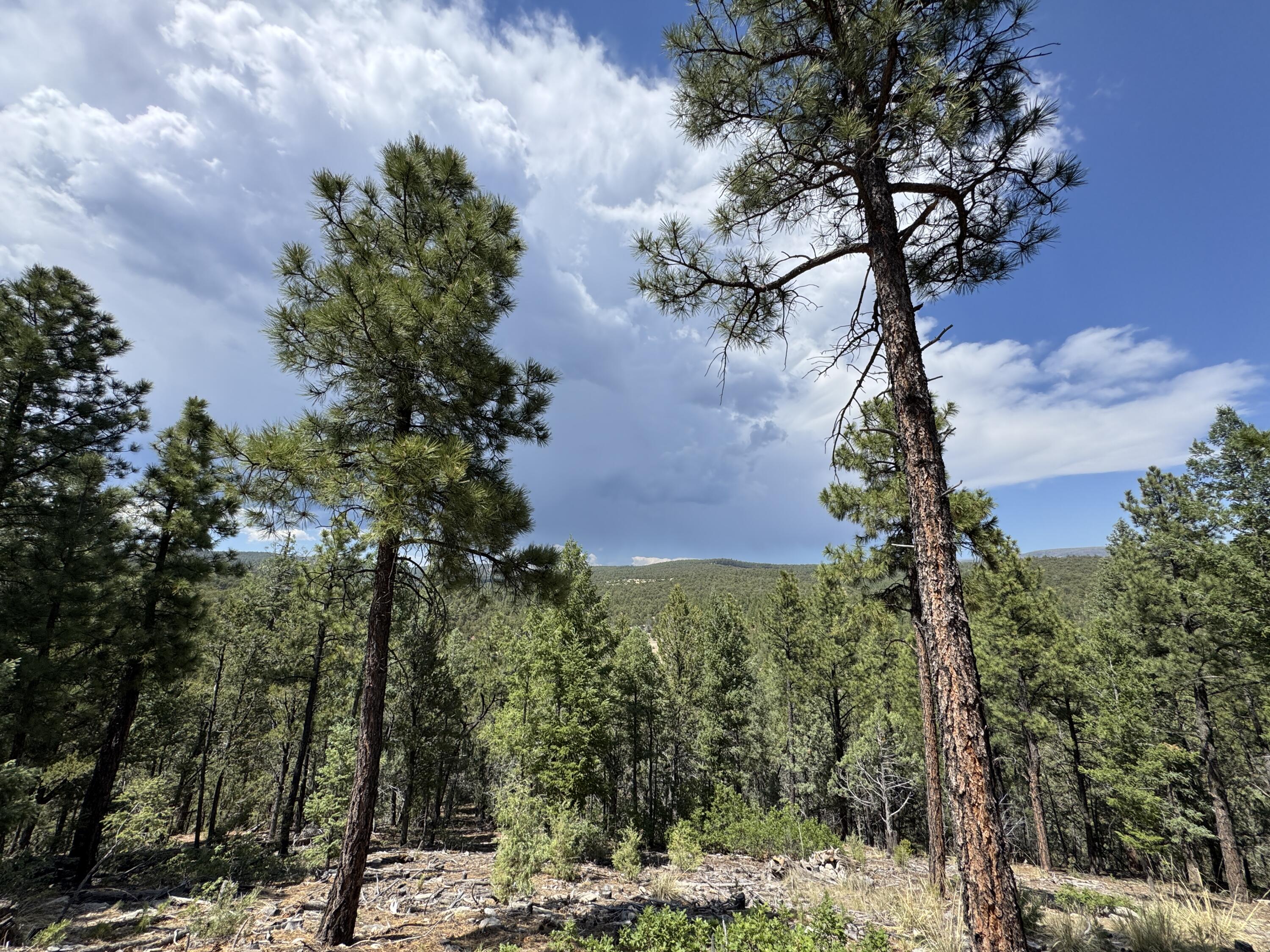 Photo 4 of Land for sale at 21 Los Nidos Ln, Pecos, NM 87552 | MLS# 1110611 | Listing updated on 2026-09-10