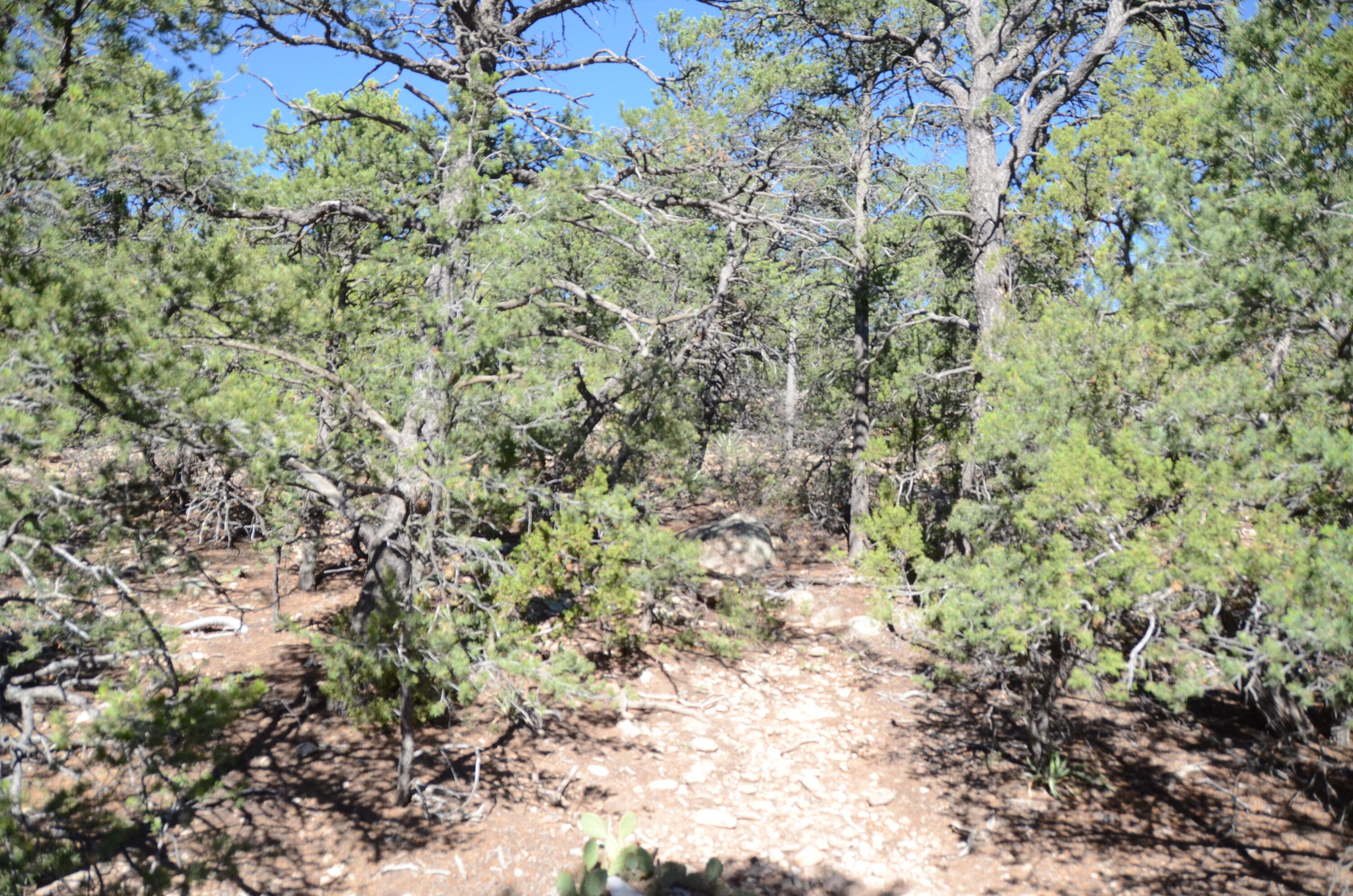 Photo 4 of Land for sale at 109 Via Sedillo Rd, Tijeras, NM 87059 | MLS# 1110772 | Listing updated on 2026-09-10