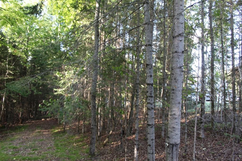 Crane Lake Property Lot 4 Forest Ln Photo 17