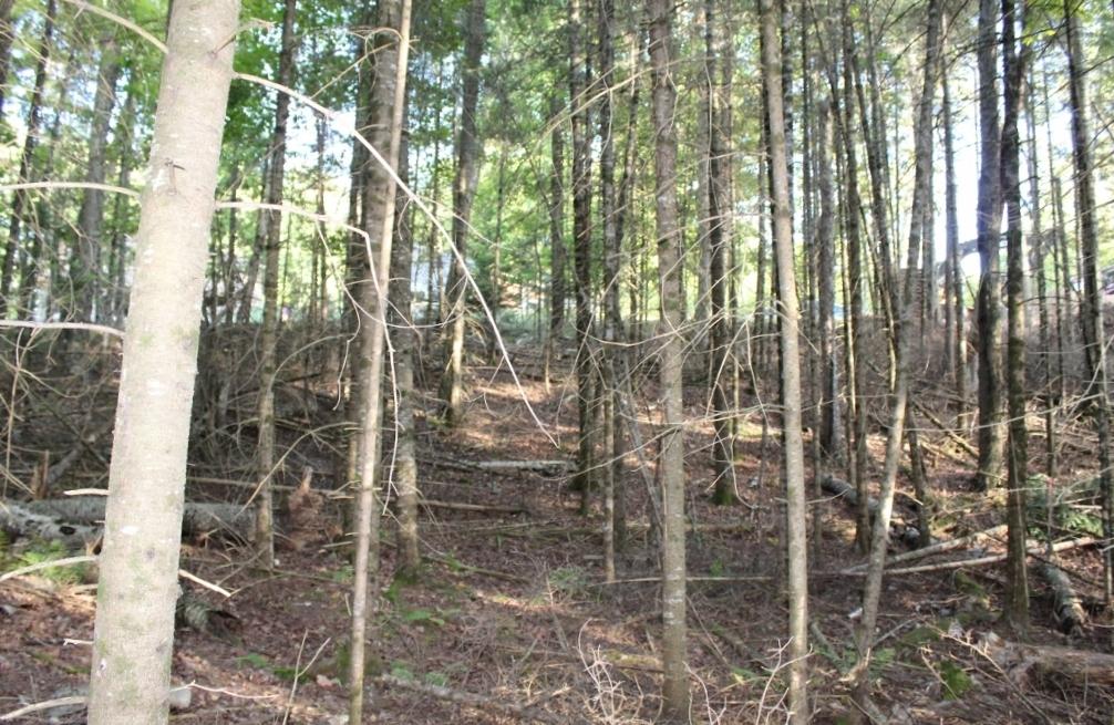 Crane Lake Property Lot 4 Forest Ln Photo 28