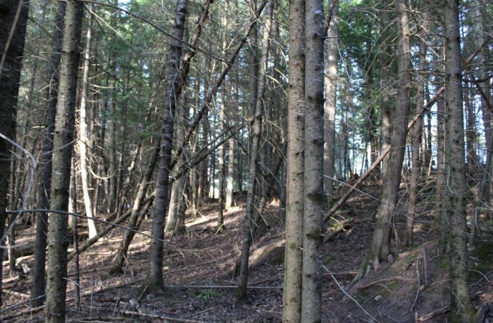 Crane Lake Property Lot 4 Forest Ln Photo 30