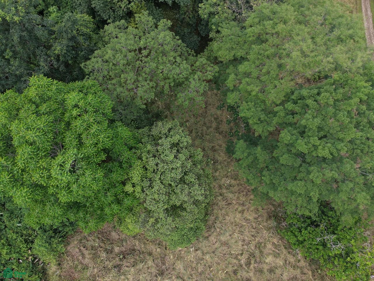 0 bed Land For Sale in Osa, Puntarenas - 1