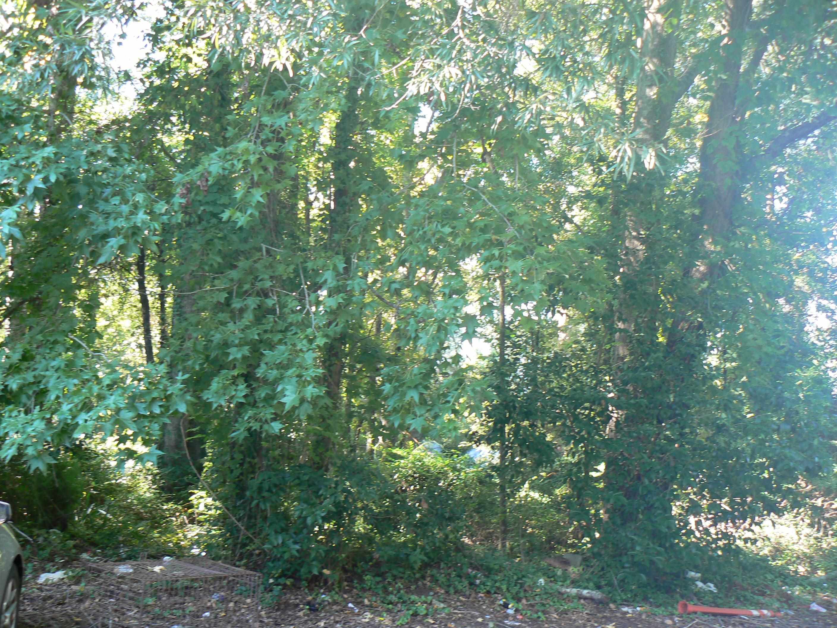 Land for sale at 1405 Shavis Ct, Myrtle Beach, SC 29577 | MLS# 2624025