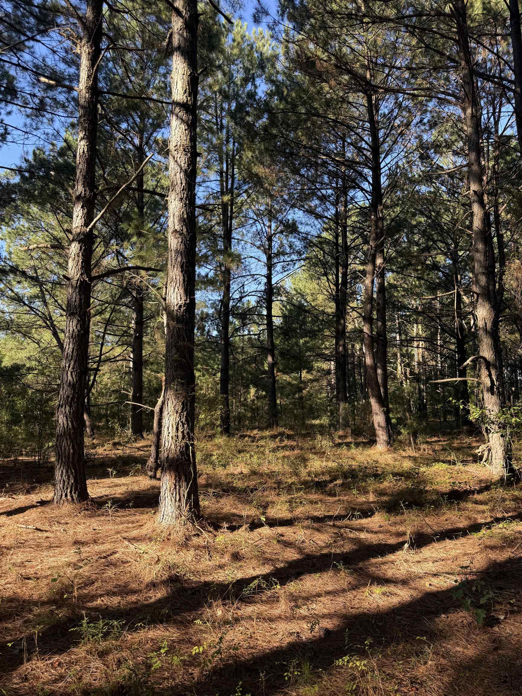 2624520 | Photo 19