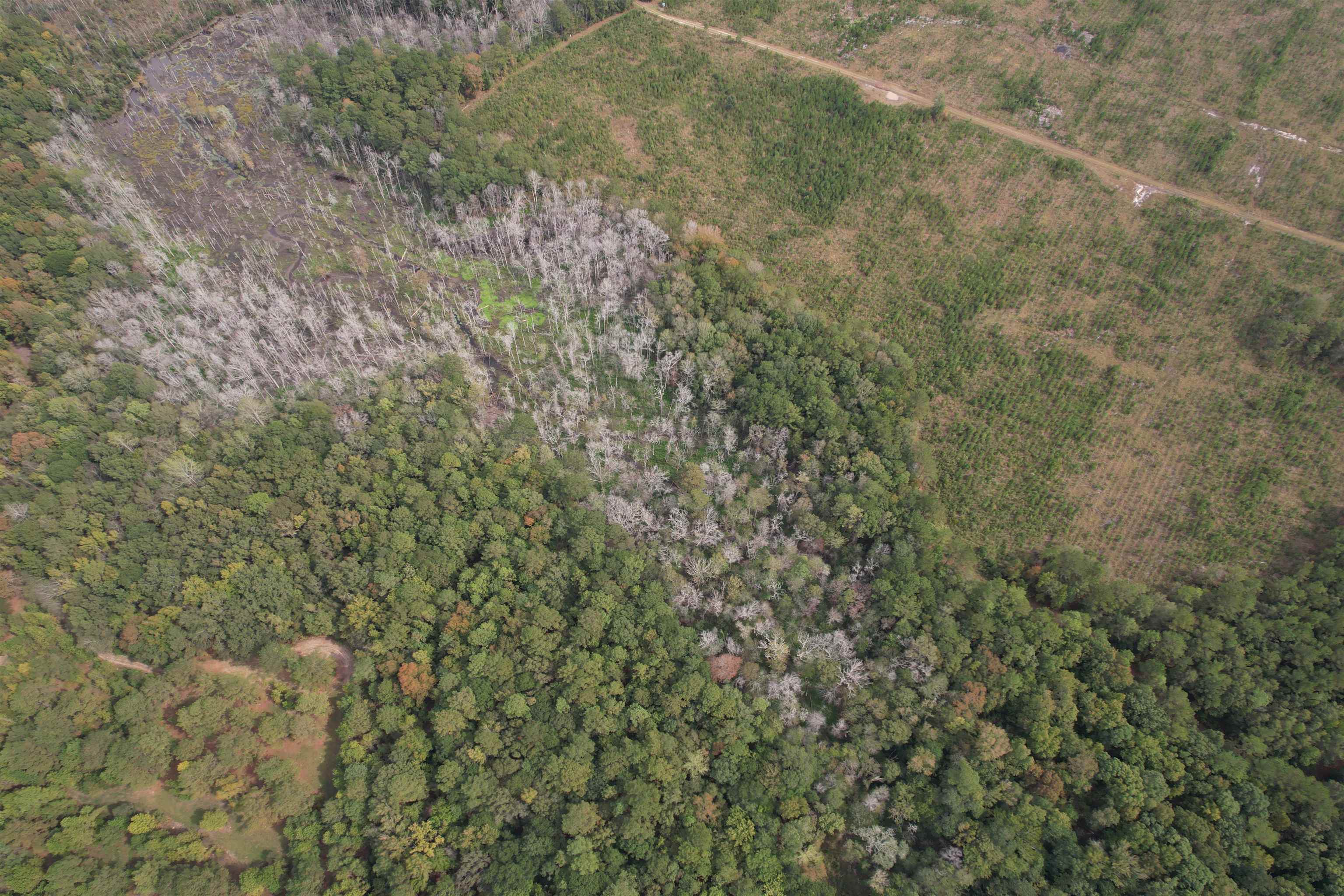 Photo 4 of Land for sale at 7+/- Acres Marion Church Rd, Salters, SC 29590 | MLS# 2624831 | Listing updated on 2026-10-09