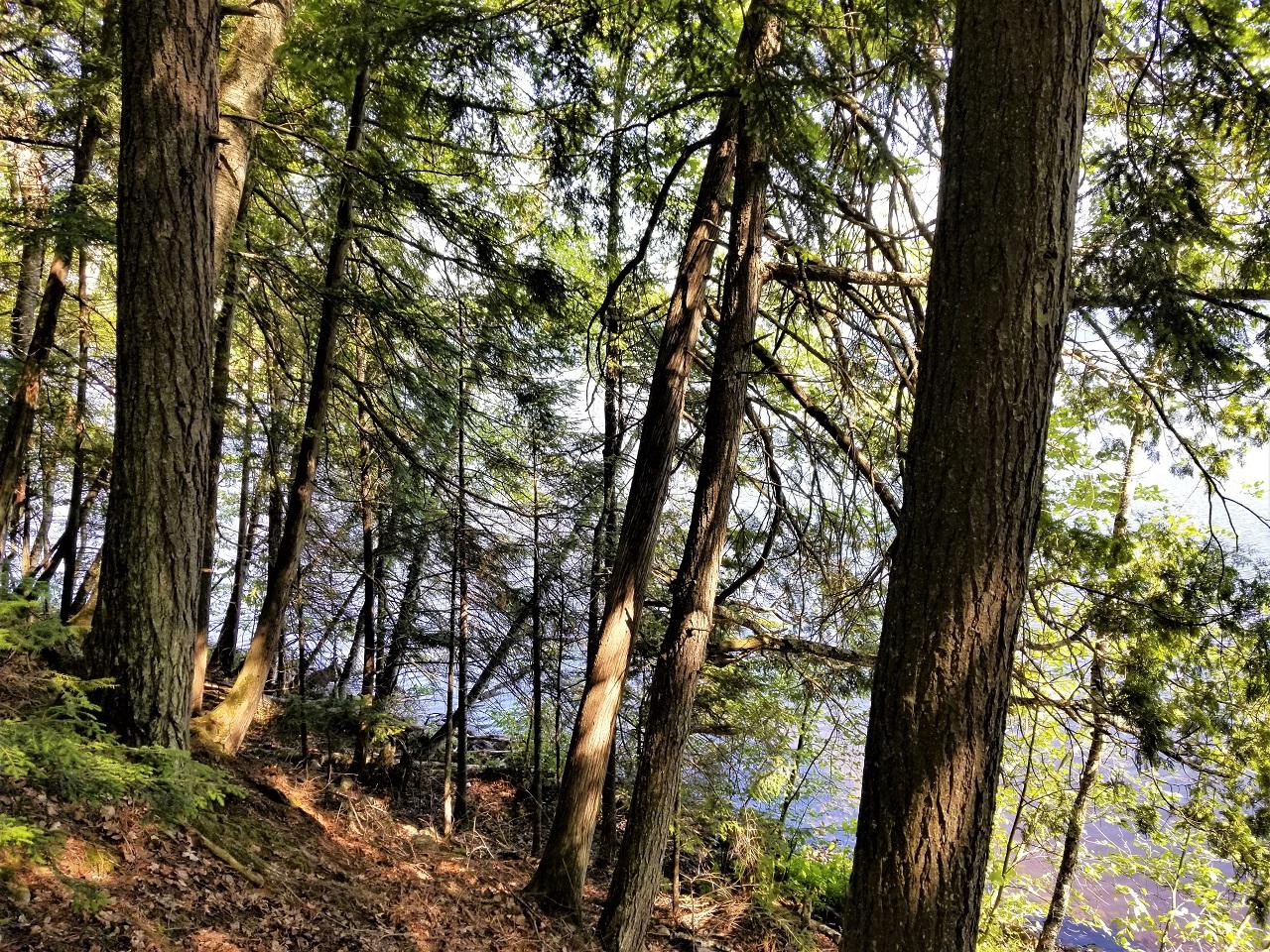 Spider Lake (M) Property 2028W Pine Forest Rd Photo 1