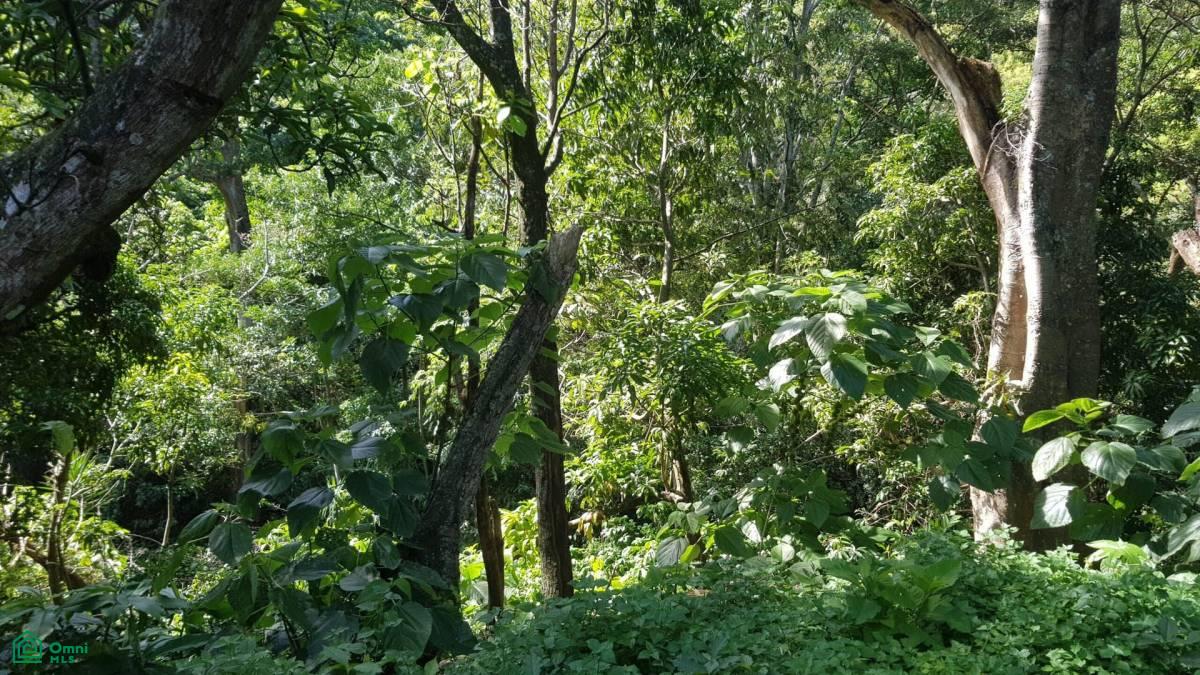 Santo Tomás, Heredia Province, Santo Domingo, Costa Rica , , Heredia, Heredia Province,