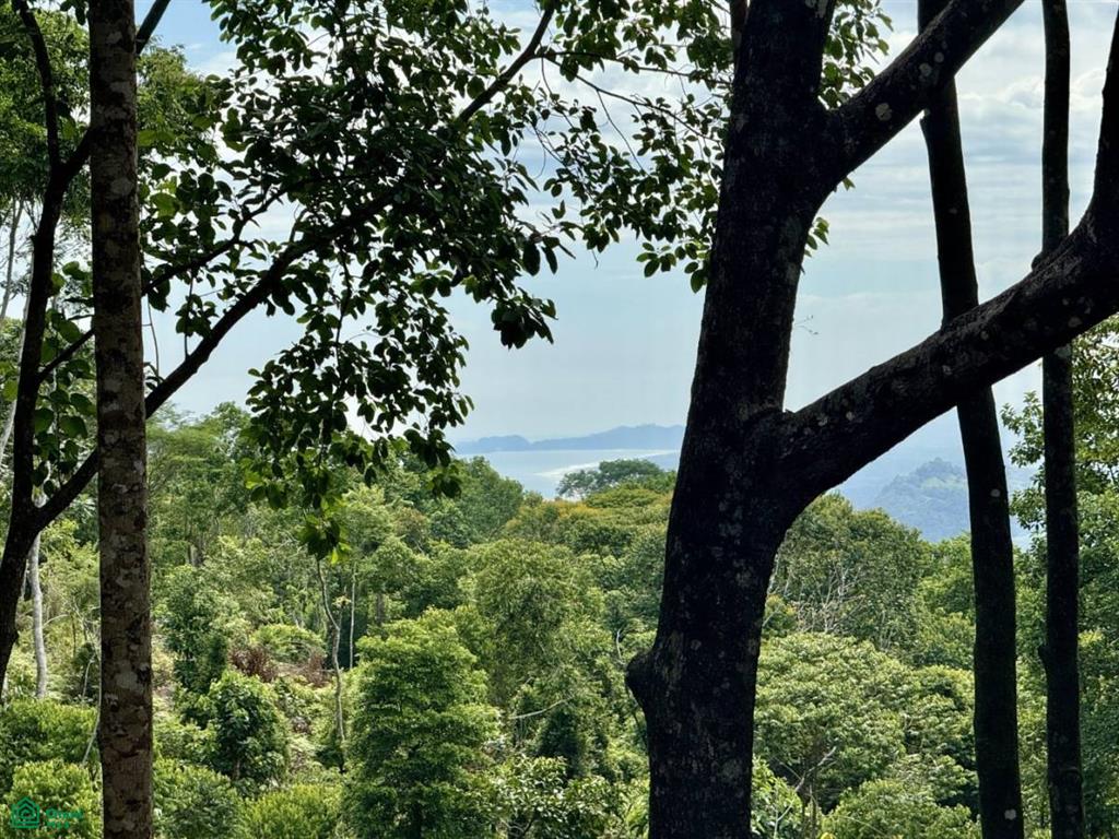 0 bed Land For Sale in Osa, Puntarenas - 1