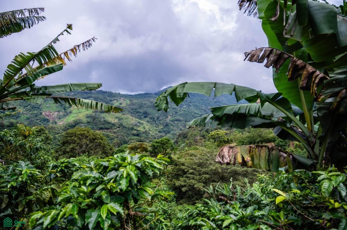 0 bed Land For Sale in San Ramón, Alajuela - 1