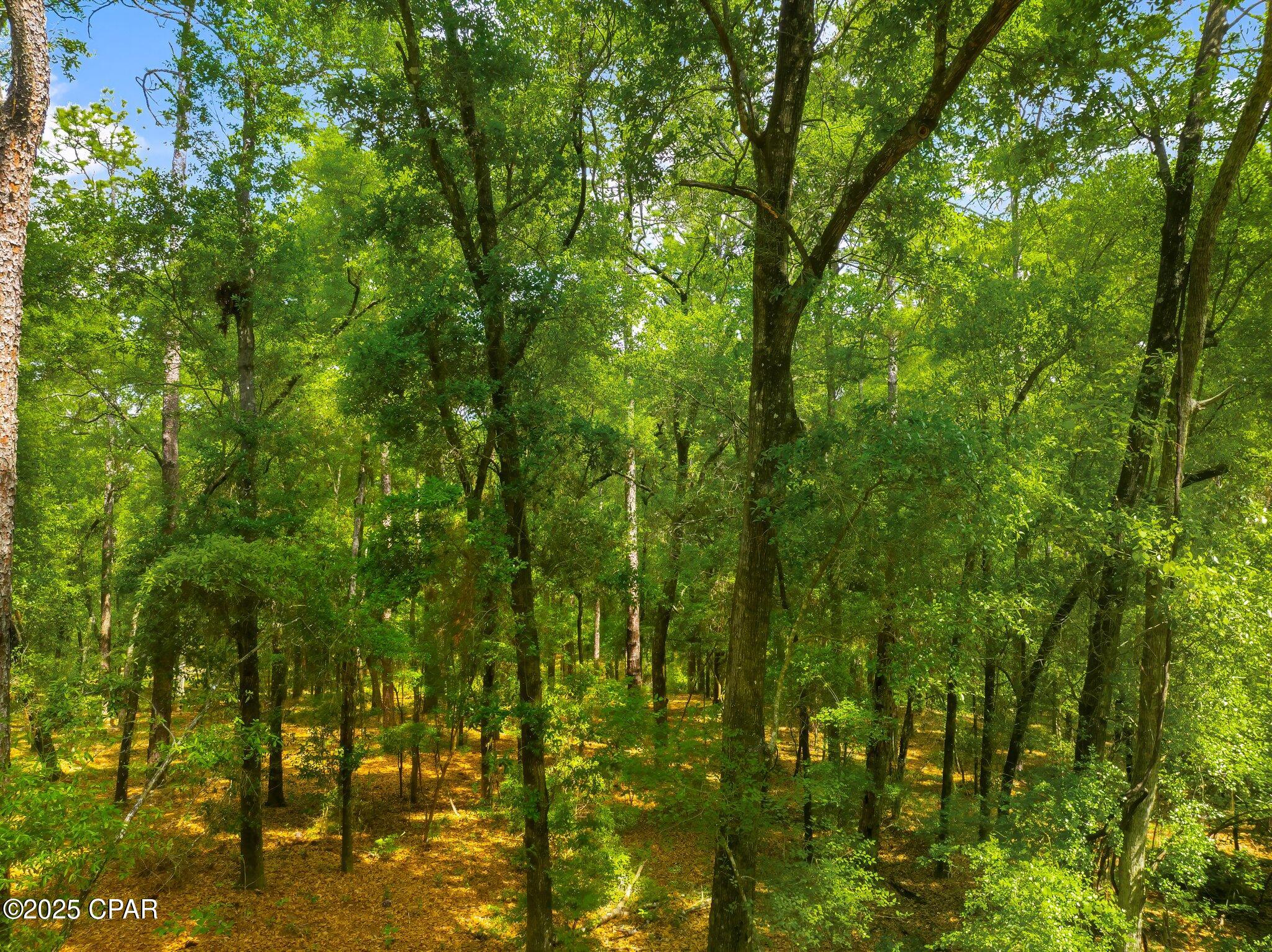4th image of 00 Corgi Ln, Chipley, FL 32428 | MLS# 772533